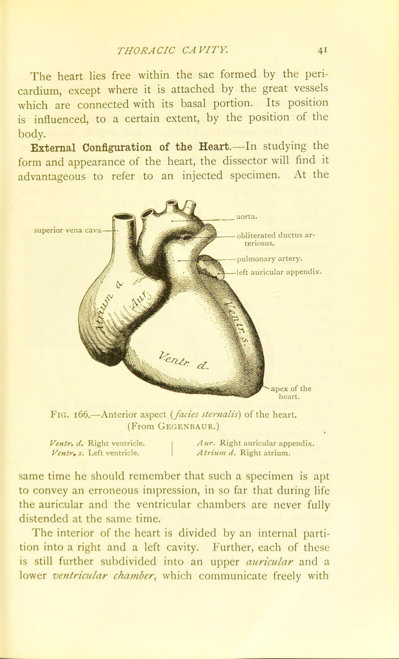 The heart lies free within the sac formed by the peri- cardium, except where it is attached by the great vessels which are connected with its basal portion. Its position is influenced, to a certain extent, by the position of the body. External Configuration of the Heart.—In studying the form and appearance of the heart, the dissector will find it advantageous to refer to an injected specimen. At the Fig. 166.—-Anterior aspect [facies sternalis) of the heart. (From Gegenbaur.) Ventr. d. Riglit ventricle. 1 Aur. Right auricul.-ir appendix. Ventr, s. Left ventricle. I Atrium d. Right atrium. same time he should remember that such a specimen is apt to convey an erroneous impression, in so far that during life the auricular and the ventricular chambers are never fully distended at the same time. The interior of the heart is divided by an internal parti- tion into a right and a left cavity. Further, each of these is still further subdivided into an upper auricular and a lower ventricular chamber, which communicate freely with