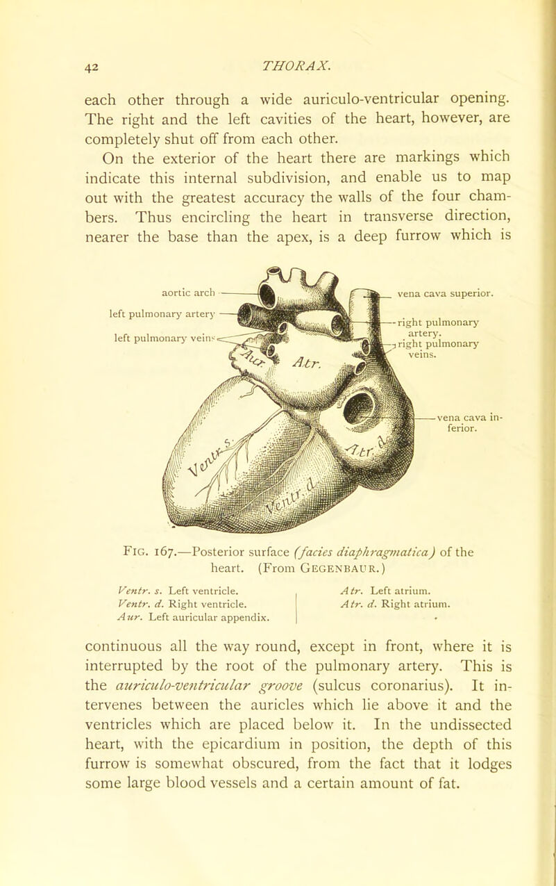 each other through a wide auriculo-ventricular opening. The right and the left cavities of the heart, however, are completely shut off from each other. On the exterior of the heart there are markings which indicate this internal subdivision, and enable us to map out with the greatest accuracy the walls of the four cham- bers. Thus encircling the heart in transverse direction, nearer the base than the apex, is a deep furrow which is aortic arcli left pulmonary artery left pulmonary- vein'-' vena cava superior. -right pulmonary artery. 5 right pulmonary veins. vena cava in- ferior. Fig. 167.—Posterior surface (fades diaphragniatica) of the heart. (From Gegenbaur.) Ventr. s. Left ventricle. Vetitr. d. Right ventricle. Aur. Left auricular appendix. Atr. Left atrium. Atr. d. Right atrium. continuous all the way round, except in front, where it is interrupted by the root of the pulmonary artery. This is the auriciilo-veiitricular groove (sulcus coronarius). It in- tervenes between the auricles which lie above it and the ventricles which are placed below it. In the undissected heart, with the epicardium in position, the depth of this furrow is somewhat obscured, from the fact that it lodges some large blood vessels and a certain amount of fat.