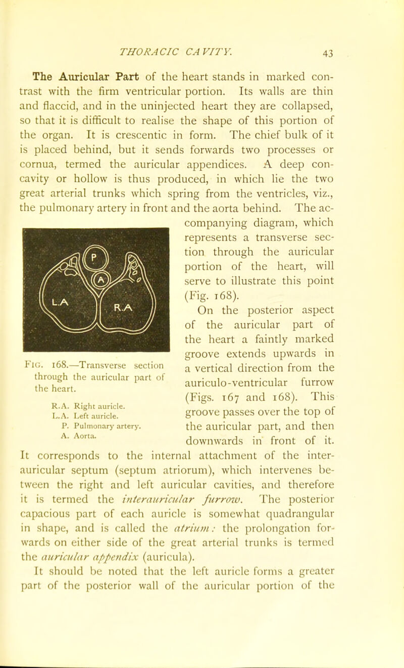 The Auricular Part of the heart stands in marked con- trast with the firm ventricular portion. Its walls are thin and flaccid, and in the uninjected heart they are collapsed, so that it is difficult to realise the shape of this portion of the organ. It is crescentic in form. The chief bulk of it is placed behind, but it sends forwards two processes or cornua, termed the auricular appendices. A deep con- cavity or hollow is thus produced, in which lie the two great arterial trunks which spring from the ventricles, viz., the pulmonary artery in front and the aorta behind. The ac- companying diagram, which represents a transverse sec- tion through the auricular portion of the heart, will serve to illustrate this point (Fig. 168). On the posterior aspect of the auricular part of the heart a faintly marked groove extends upwards in a vertical direction from the auriculo-ventricular furrow (Figs. 167 and 168). This groove passes over the top of the auricular part, and then downwards in front of it. It corresponds to the internal attachment of the inter- auricular septum (septum atriorum), which intervenes be- tween the right and left auricular cavities, and therefore it is termed the inierauricular furroiv. The posterior capacious part of each auricle is somewhat quadrangular in shape, and is called the atrium: the prolongation for- wards on either side of the great arterial trunks is termed the auricular appendix (auricula). It should be noted that the left auricle forms a greater part of the posterior wall of the auricular portion of the Fig. 168.—Transverse section through the auricular part of the heart. R.A. Right auricle. L..'\. Left auricle. P. Pulmonary artery. A. Aorta.