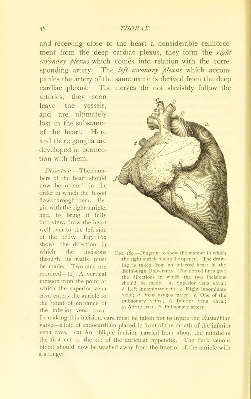 and receiving close to the heart a considerable reinforce- ment from the deep cardiac plexus, they form the right coronary plexus which comes into relation with the corre- sponding artery. The left coronary plexus which accom- panies the artery of the same name is derived from the deep cardiac plexus. The nerves do not slavishly follow the arteries, they soon leave the vessels, and are ultimately lost in the substance of the heart. Here and there ganglia are developed in connec- tion with them. Dissection.—The cham - bers of the heart should now be opened in the order in which the blood flows through them. Be- gin with the right auricle, and, to bring it fully into view, draw the heart well over to the left side of the body. Fig. i6g shows the direction in which the incisions through its walls must be made. Two cuts are required—(i) A vertical incision from the point at which the superior vena cava enters the auricle to the point of entrance of Fig. 169.—Diagram to show the manner in which the right auricle should be opened. The draw- ing is taken from an injected heart in the Edinburgh University. The dotted line.s give the directions in which the two incisions should be made, a, Superior vena cava; b, Left innominate vein ; c, Right innominate vein ; d, Vena azj'gos major; e. One of the pulmonary veins; /, Inferior vena cava; Aortic arch ; h, Pulmonary artery. the inferior vena cava. In making this incision, care must be taken not to injure the Eustachian valve—a fold of endocardium placed in front of the mouth of the inferior vena cava. (2) An oblique incision carried from about the middle of the first cut to the tip of the auricular appendix. The dark venous blood should now be washed away from the interior of the auricle with a sponge.
