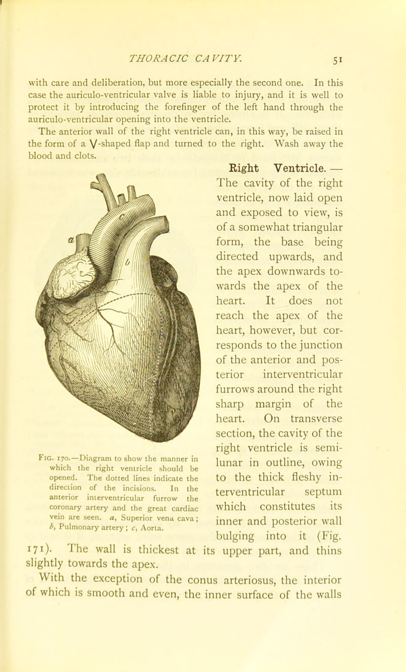 I THORACIC CAVITY. SI with care and deliberation, but more especially the second one. In this case the auriculo-ventricular valve is liable to injury, and it is well to protect it by introducing the forefinger of the left hand through the auriculo-ventricular opening into the ventricle. The anterior wall of the right ventricle can, in this way, be raised in the form of a VShaped flap and turned to the right. Wash away the blood and clots. Right Ventricle. — The cavity of the right ventricle, now laid open and exposed to view, is of a somewhat triangular form, the base being directed upwards, and the apex downwards to- wards the apex of the heart. It does not reach the apex of the heart, however, but cor- responds to the junction of the anterior and pos- terior interventricular furrows around the right sharp margin of the heart. On transverse section, the cavity of the right ventricle is semi- lunar in outline, owing to the thick fleshy in- terventricular septum which constitutes its inner and posterior wall bulging into it (Fig. 171). The wall is thickest at its upper part, and thins slightly towards the apex. With the exception of the conus arteriosus, the interior of which is smooth and even, the inner surface of the walls Fig. 170.—Diagram to show the manner in which the right ventricle should be opened. The dotted lines indicate the direction of the incisions. In the anterior interventricular furrow the coronary artery and the great cardiac vein are seen, a, Superior vena cava; b. Pulmonary artery; c, Aorta.