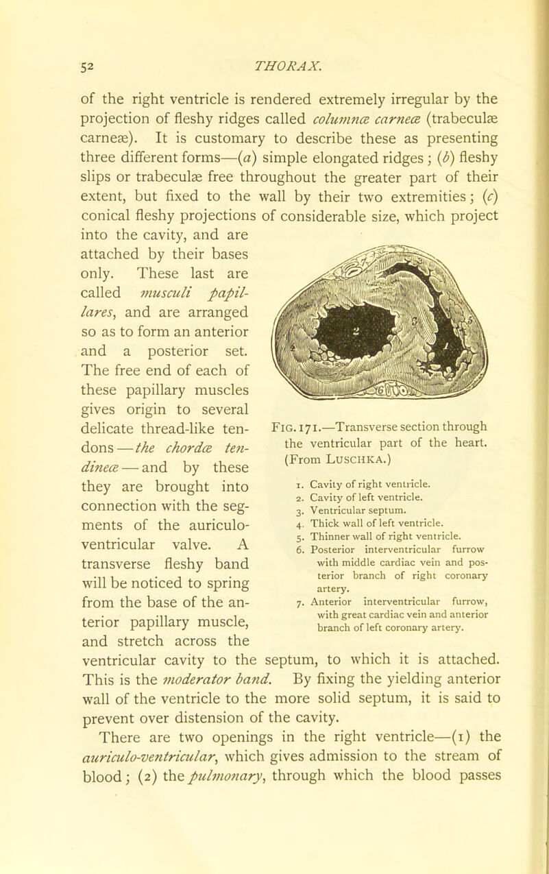 of the right ventricle is rendered extremely irregular by the projection of fleshy ridges called columnce. carnecs (trabeculse carnese). It is customary to describe these as presenting three different forms—{a) simple elongated ridges ; {b) fleshy slips or trabeculse free throughout the greater part of their extent, but fixed to the wall by their two extremities; {c) conical fleshy projections of considerable size, which project into the cavity, and are attached by their bases only. These last are called musculi papil- lares, and are arranged so as to form an anterior and a posterior set. The free end of each of these papillary muscles gives origin to several delicate thread-like ten- dons—the chorda teti- dinece — and by these they are brought into connection with the seg- ments of the auriculo- ventricular valve. A transverse fleshy band will be noticed to spring from the base of the an- terior papillary muscle, and stretch across the ventricular cavity to the septum, to which it is attached. This is the moderator band. By fixing the yielding anterior wall of the ventricle to the more solid septum, it is said to prevent over distension of the cavity. There are two openings in the right ventricle—(i) the auriculo-ventricular, which gives admission to the stream of blood; (2) the pulmonary^ through which the blood passes Fig. 171.—Transverse section through the ventricular part of the heart. (From LuscHKA.) 1. Cavity of right ventricle. 2. Cavity of left ventricle. 3. Ventricular septum. 4. Thick vifall of left ventricle. 5. Thinner wall of right ventricle. 6. Posterior interventricular furrow with middle cardiac vein and pos- terior branch of right coronary artery. 7. Anterior interventricular furrow, with great cardiac vein and anterior branch of left coronary artery.