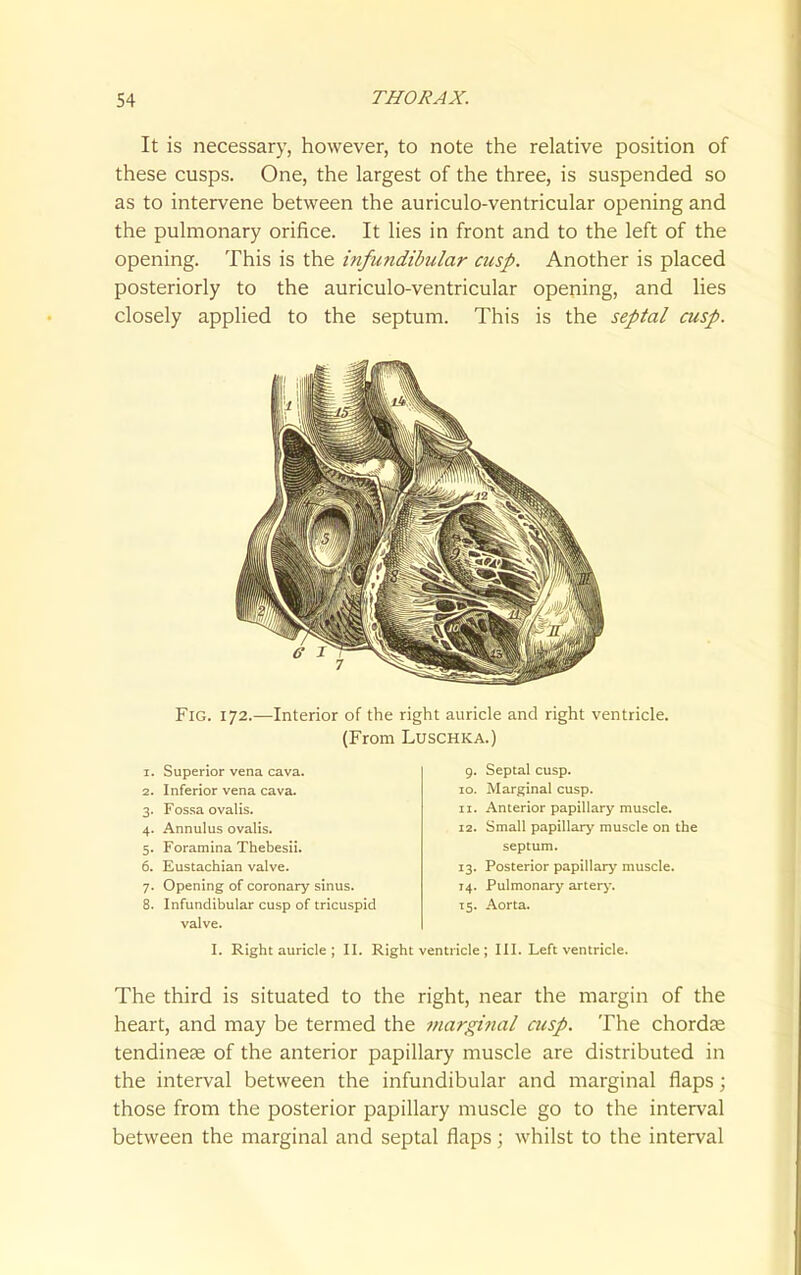 It is necessary, however, to note the relative position of these cusps. One, the largest of the three, is suspended so as to intervene between the auriculo-ventricular opening and the pulmonary orifice. It lies in front and to the left of the opening. This is the infundibular cusp. Another is placed posteriorly to the auriculo-ventricular opening, and lies closely applied to the septum. This is the septal cusp. Fig. 172.—Interior of the right auricle and right ventricle. (From LuscHKA.) 1. Superior vena cava. 2. Inferior vena cava. 3. Fos.sa ovalis. 4. Annulus ovalis. 5. Foramina Thebesii. 6. Eustachian valve. 7. Opening of coronary sinus. 8. Infundibular cusp of tricuspid valve. 9. Septal cusp. 10. Marginal cusp. 11. Anterior papillary muscle. 12. Small papillary muscle on the septum. 13. Posterior papillary muscle. 14. Pulmonary arterj'. 15. Aorta. I. Right auricle ; II. Right ventricle ; III. Left ventricle. The third is situated to the right, near the margin of the heart, and may be termed the margi?ial cusp. The chordae tendineas of the anterior papillary muscle are distributed in the interval between the infundibular and marginal flaps; those from the posterior papillary muscle go to the interval between the marginal and septal flaps; whilst to the interval