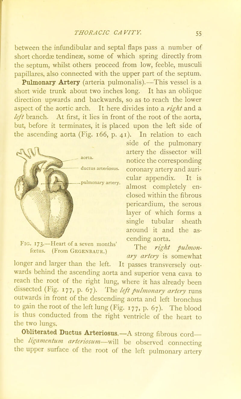 ductus arteriosus. —pulmonary artery. between the infundibular and septal flaps pass a number of short chordae tendineae, some of which spring directly from the septum, whilst others proceed from low, feeble, musculi papillares, also connected with the upper part of the septum. Pulmonary Artery (arteria pulmonalis).—This vessel is a short wide trunk about two inches long. It has an oblique direction upwards and backwards, so as to reach the lower aspect of the aortic arch. It here divides into a right and a left branch. At first, it lies in front of the root of the aorta, but, before it terminates, it is placed upon the left side of the ascending aorta (Fig. i66, p. 41). In relation to each side of the pulmonary artery the dissector will notice the corresponding coronary artery and auri- cular appendix. It is almost completely en- closed within the fibrous pericardium, the serous layer of which forms a single tubular sheath around it and the as- cending aorta. The right pulmon- ary artery is somewhat longer and larger than the left. It passes transversely out- wards behind the ascending aorta and superior vena cava to reach the root of the right lung, where it has already been dissected (Fig. 177, p. 67). The left pulmonary artery runs outwards in front of the descending aorta and left bronchus to gain the root of the left lung (Fig. 177, p. 67). The blood is thus conducted from the right ventricle of the heart to the two lungs. Obliterated Ductus Arteriosus.—A strong fibrous cord— the ligamentum artcriosum—will be observed connecting the upper surface of the root of the left pulmonary artery Fig. 173.—Heart of a seven months' fcetus. (From Gegenbaur.)