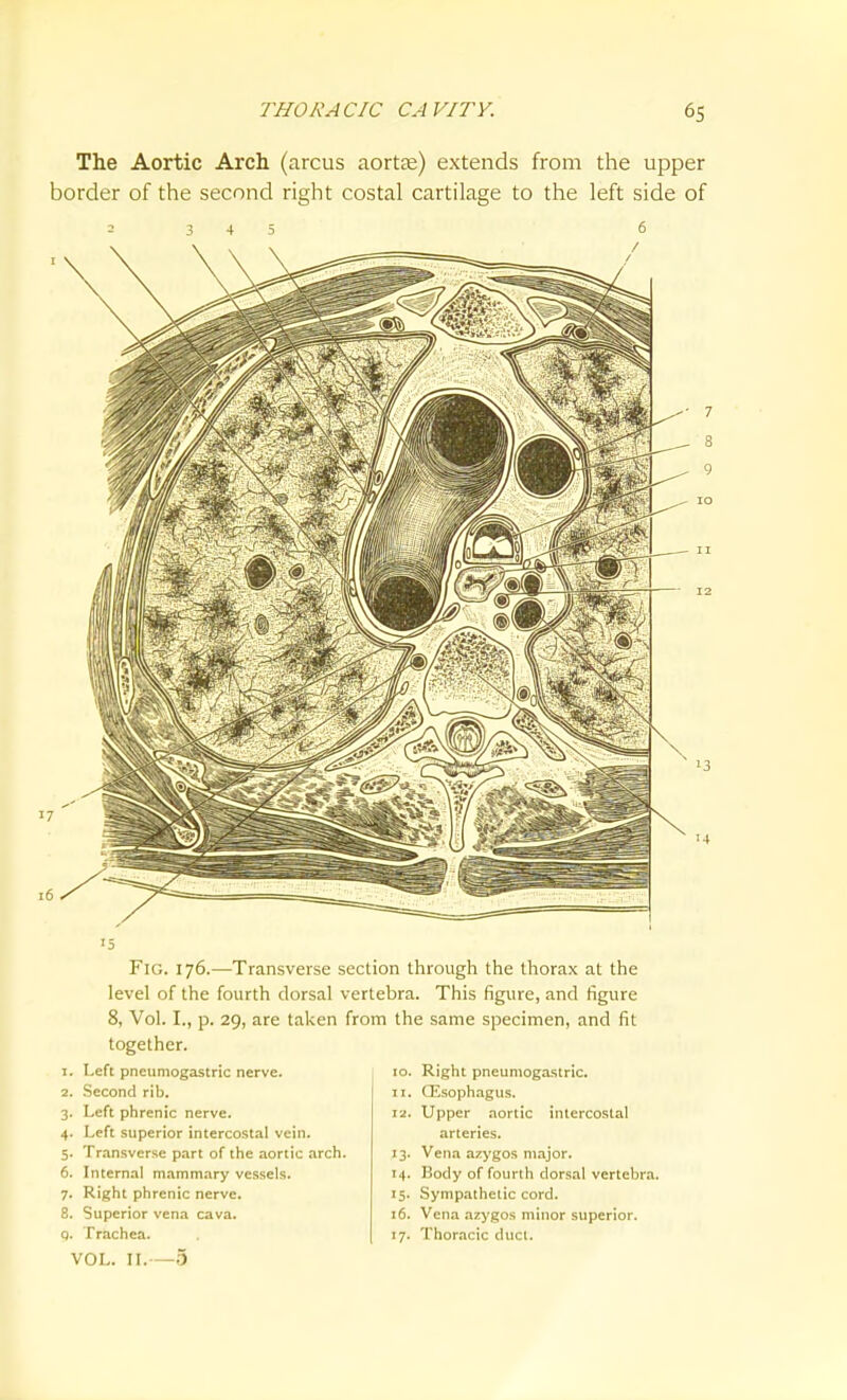 The Aortic Arch (arcus aortte) extends from the upper border of the second right costal cartilage to the left side of Fig. 176.—Transverse section through the thorax at the level of the fourth dorsal vertebra. This figure, and figure 8, Vol. I., p. 29, are taken from the same specimen, and fit together. 1. Left pneumogastric nerve. 2. Second rib. 3. Left phrenic nerve. 4. Left superior intercostal vein. 5. Tr.-insverse part of the aortic arch. 6. Internal mammary vessels. 7. Right phrenic nerve. 8. Superior vena cava, VOL. H.—5 10. Right pneumogastric. 11. Oesophagus. 12. Upper aortic intercostal arteries. 13. Vena azygos major. 14. Body of fourth dorsal vertebra. 15. Sympathetic cord. 16. Vena azygos minor superior.