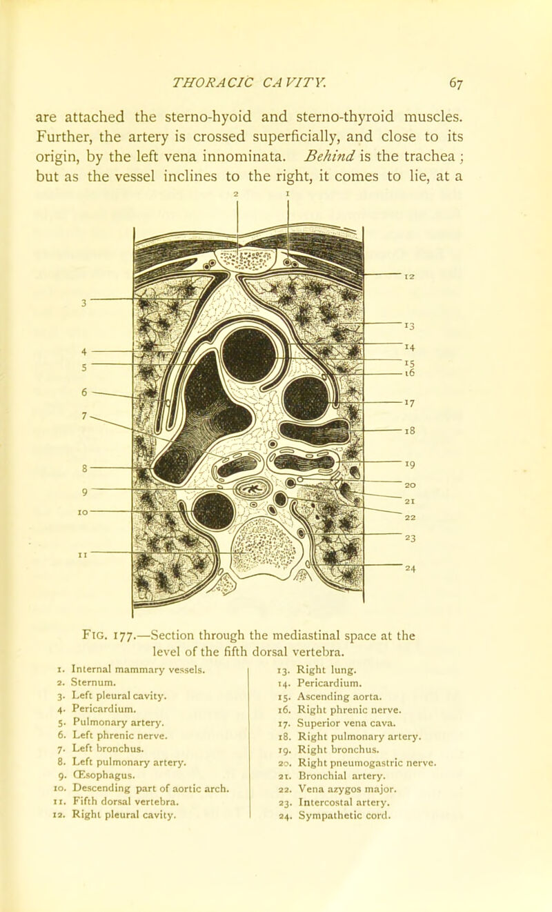 are attached the sterno-hyoid and sterno-thyroid muscles. Further, the artery is crossed superficially, and close to its origin, by the left vena innominata. Behind is the trachea ; but as the vessel inclines to the right, it comes to lie, at a Fig. 177.—Section through level of the fifth 1. Internal mammary vessels. 2. Sternum. 3. Left pleural cavity. 4. Pericardium. 5. Pulmonary artery. 6. Left phrenic nerve. 7. Left bronchus. 8. Left pulmonary artery. 9. Oesophagus. 10. Descending part of aortic arch. 11. Fifth dorsal vertebra. 12. Right pleural cavity. the mediastinal space at the dorsal vertebra. 13. Right lung. 14. Pericardium. 15. Ascending aorta. 16. Right phrenic nerve. 17. Superior vena cava. 18. Right pulmonary artery. 19. Right bronchus. 20. Right pneumogastric nerve. 21. Bronchial artery. 22. Vena azygos major. 23. Intercostal artery. 24. Sympathetic cord.