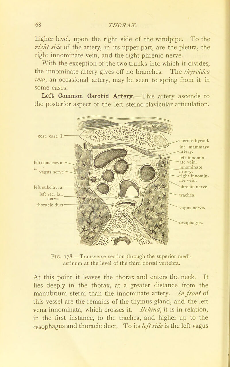 higher level, upon the right side of the windpipe. To the right side of the artery, in its upper part, are the pleura, the right innominate vein, and the right phrenic nerve. With the exception of the two trunks into which it divides, the innominate artery gives off no branches. The thyroidea ima, an occasional artery, may be seen to spring from it in some cases. Left Common Carotid Artery.—This artery ascends to the posterior aspect of the left sterno-clavicular articulation. Fig. 178.—Transverse section through the superior medi- astinum at the level of the third dorsal vertebra. At this point it leaves the thorax and enters the neck. It lies deeply in the thorax, at a greater distance from the manubrium sterni than the innominate artery. Ifi front of this vessel are the remains of the thymus gland, and the left vena innominata, which crosses it. Behind, it is in relation, in the first instance, to the trachea, and higher up to the oesophagus and thoracic duct. To its left side is the left vagus