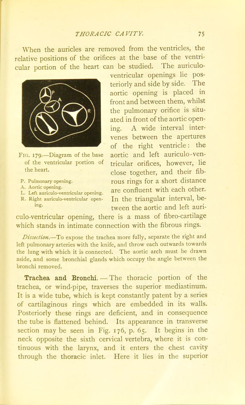 When the auricles are removed from the ventricles, the relative positions of the orifices at the base of the ventri- cular portion of the heart can be studied. The auriculo- ventricular openings lie pos- teriorly and side by side. The aortic opening is placed in front and between them, whilst the pulmonary orifice is situ- ated in front of the aortic open- ing. A wide interval inter- venes between the apertures of the right ventricle: the aortic and left auriculo-ven- tricular orifices, however, lie close together, and their fib- rous rings for a short distance are confluent with each other. In the triangular interval, be- tween the aortic and left auri- culo-ventricular opening, there is a mass of fibro-cartilage which stands in intimate connection with the fibrous rings. Dissection.—To expose the trachea more fully, separate the right and left pulmonary arteries with the knife, and throw each outwards towards the lung with which it is connected. The aortic arch must be drawn aside, and some bronchial glands which occupy the angle between the bronchi removed. Trachea and Bronchi. — The thoracic portion of the trachea, or wind-pipe, traverses the superior mediastinum. It is a wide tube, which is kept constantly patent by a series of cartilaginous rings which are embedded in its walls. Posteriorly these rings are deficient, and in consequence the tube is flattened behind. Its appearance in transverse section may be seen in Fig. 176, p. 65. It begins in the neck opposite the sixth cervical vertebra, where it is con- tinuous with the larynx, and it enters the chest cavity through the thoracic inlet. Here it lies in the superior Fig. 179.—Diagram of the base of the ventricular portion of the heart. P. Pulmonary opening. A. Aortic opening. L. Lefl auriculo-ventricular opening. R. Right auriculo-ventricular open- ing.
