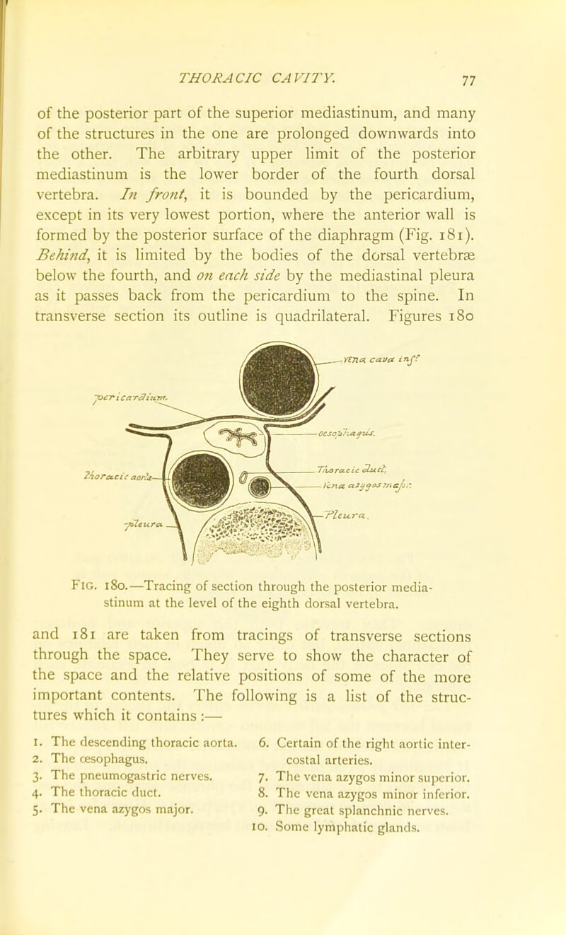 of the posterior part of the superior mediastinum, and many of the structures in the one are prolonged downwards into the other. The arbitrary upper Umit of the posterior mediastinum is the lower border of the fourth dorsal vertebra. In frotit, it is bounded by the pericardium, except in its very lowest portion, where the anterior wall is formed by the posterior surface of the diaphragm (Fig. i8i). Behind, it is limited by the bodies of the dorsal vertebra below the fourth, and on each side by the mediastinal pleura as it passes back from the pericardium to the spine. In transverse section its outline is quadrilateral. Figures i8o — nna. caiia in/' 'excic aona- T.'u>ra.cic cluc2'. Fig. i8o.—Tracing of section through the posterior media- stinum at the level of the eighth dorsal vertebra. and i8i are taken from tracings of transverse sections through the space. They serve to show the character of the space and the relative positions of some of the more important contents. The following is a list of the struc- tures which it contains :—• 1. The descending thoracic aorta. 2. The oesophagus. 3. The pneumogastric nerves. 4. The thoracic duct. 5. The vena azygos major. 6. Certain of the right aortic inter- costal arteries. 7. The vena azygos minor superior. 8. The vena azygos minor inferior. 9. The great splanchnic nerves. 10. Some lymphatic glands.
