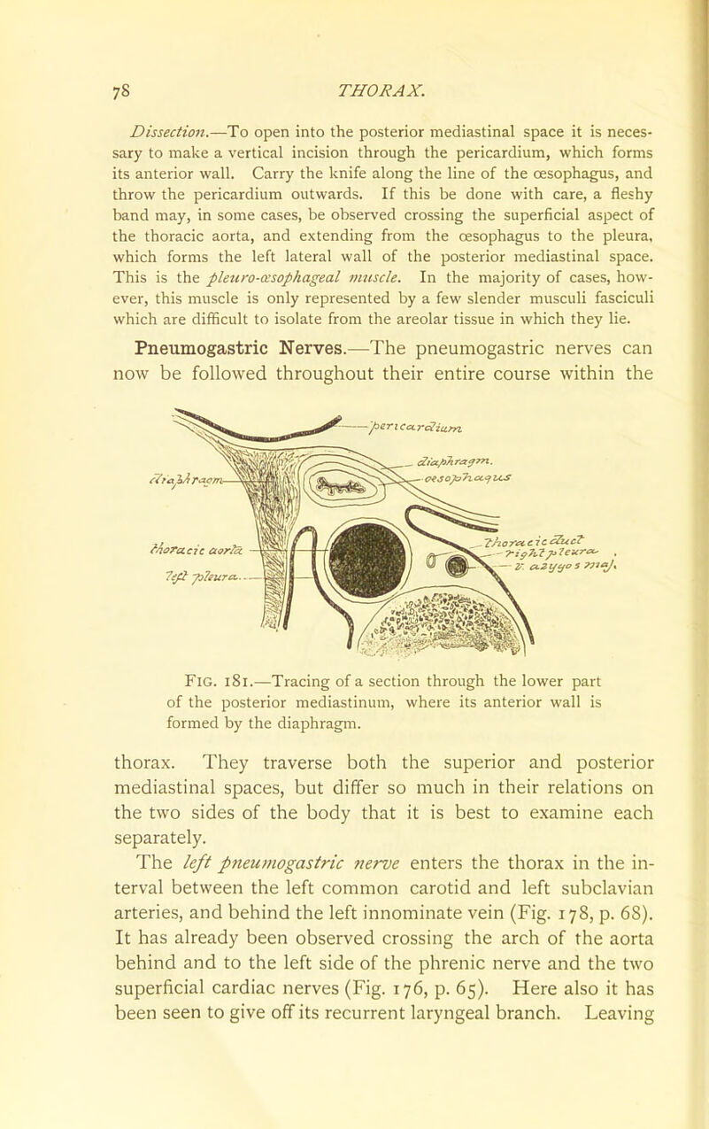 Dissection.—To open into the posterior mediastinal space it is neces- sary to make a vertical incision through the pericardium, which forms its anterior wall. Carry the knife along the line of the oesophagus, and throw the pericardium outwards. If this be done with care, a fleshy band may, in some cases, be observed crossing the superficial aspect of the thoracic aorta, and extending from the cesophagus to the pleura, which forms the left lateral wall of the posterior mediastinal space. This is the pleuro-asophageal nmscle. In the majority of cases, how- ever, this muscle is only represented by a few slender musculi fasciculi which are difficult to isolate from the areolar tissue in which they lie. Pneumogastric Nerves.—The pneumogastric nerves can now be followed throughout their entire course within the Fig. i8i.—Tracing of a section through the lower part of the posterior mediastinum, where its anterior wall is formed by the diaphragm. thorax. They traverse both the superior and posterior mediastinal spaces, but differ so much in their relations on the two sides of the body that it is best to examine each separately. The left pneumogastric nerve enters the thorax in the in- terval between the left common carotid and left subclavian arteries, and behind the left innominate vein (Fig. 178, p. 68). It has already been observed crossing the arch of the aorta behind and to the left side of the phrenic nerve and the two superficial cardiac nerves (Fig. 176, p. 65). Here also it has been seen to give off its recurrent laryngeal branch. Leaving