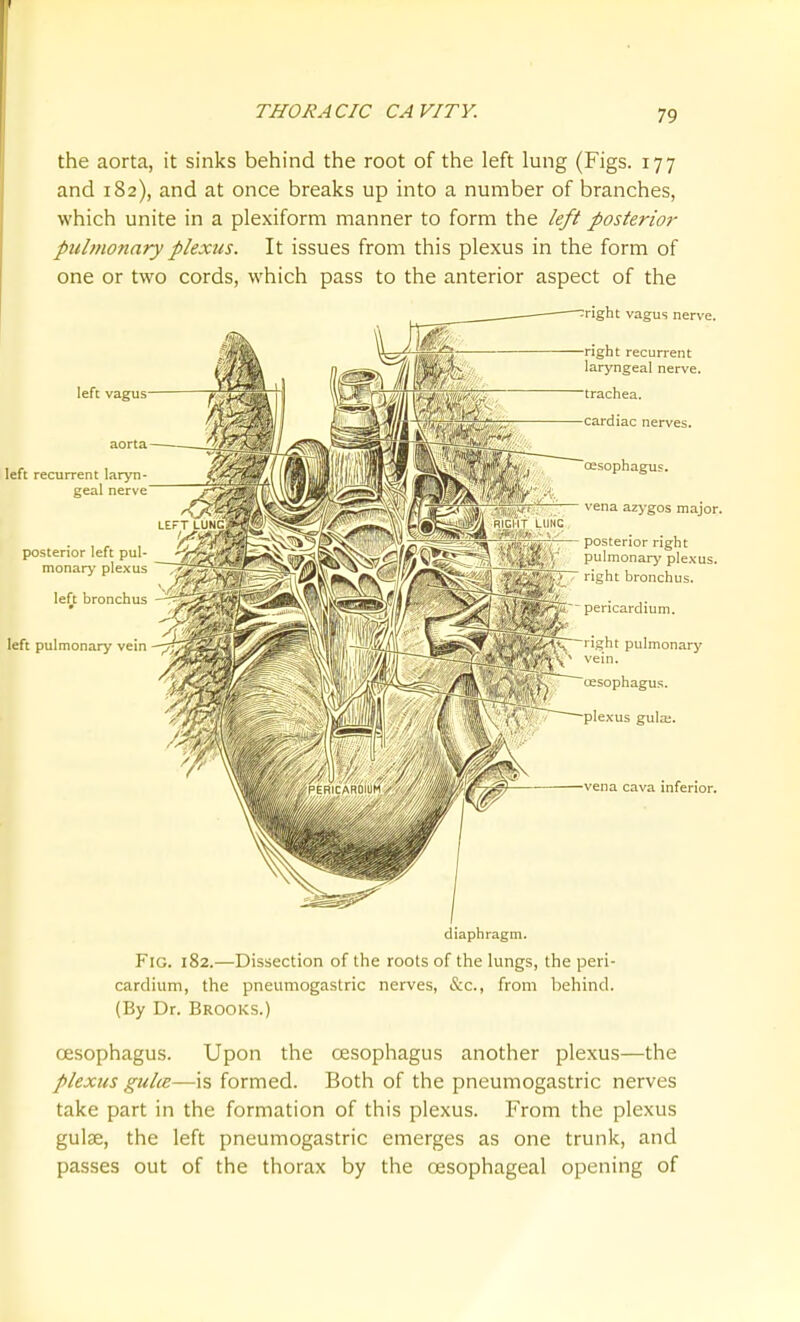the aorta, it sinks behind the root of the left lung (Figs. 177 and 182), and at once breaks up into a number of branches, which unite in a plexiform manner to form the left posterior piihtionary plexus. It issues from this plexus in the form of one or two cords, which pass to the anterior aspect of the right vagus nerve. left vagus- left recurrent laryn- geal nerve posterior left pul- monarj' plexus left bronchus left pulmonary vein right recurrent laryngeal nerve. trachea. cardiac nerves. vena azygos major. RIGHT LIIHC . j/,^ posterior right , J, \ pulmonarj' plexus. 7 right bronchus. pericardium. 'ight pulmonary vein. il^l^ oesophagus. plexus gula;. vena cava inferior. diaphragm. Fig. 182.—Dissection of the roots of the Kings, the peri- cardium, the pneumogastric nerves, &c., from behind. (By Dr. Brooks.) oesophagus. Upon the cesophagus another plexus—the plexus gul(B—is formed. Both of the pneumogastric nerves take part in the formation of this plexus. From the plexus guise, the left pneumogastric emerges as one trunk, and passes out of the thorax by the oesophageal opening of