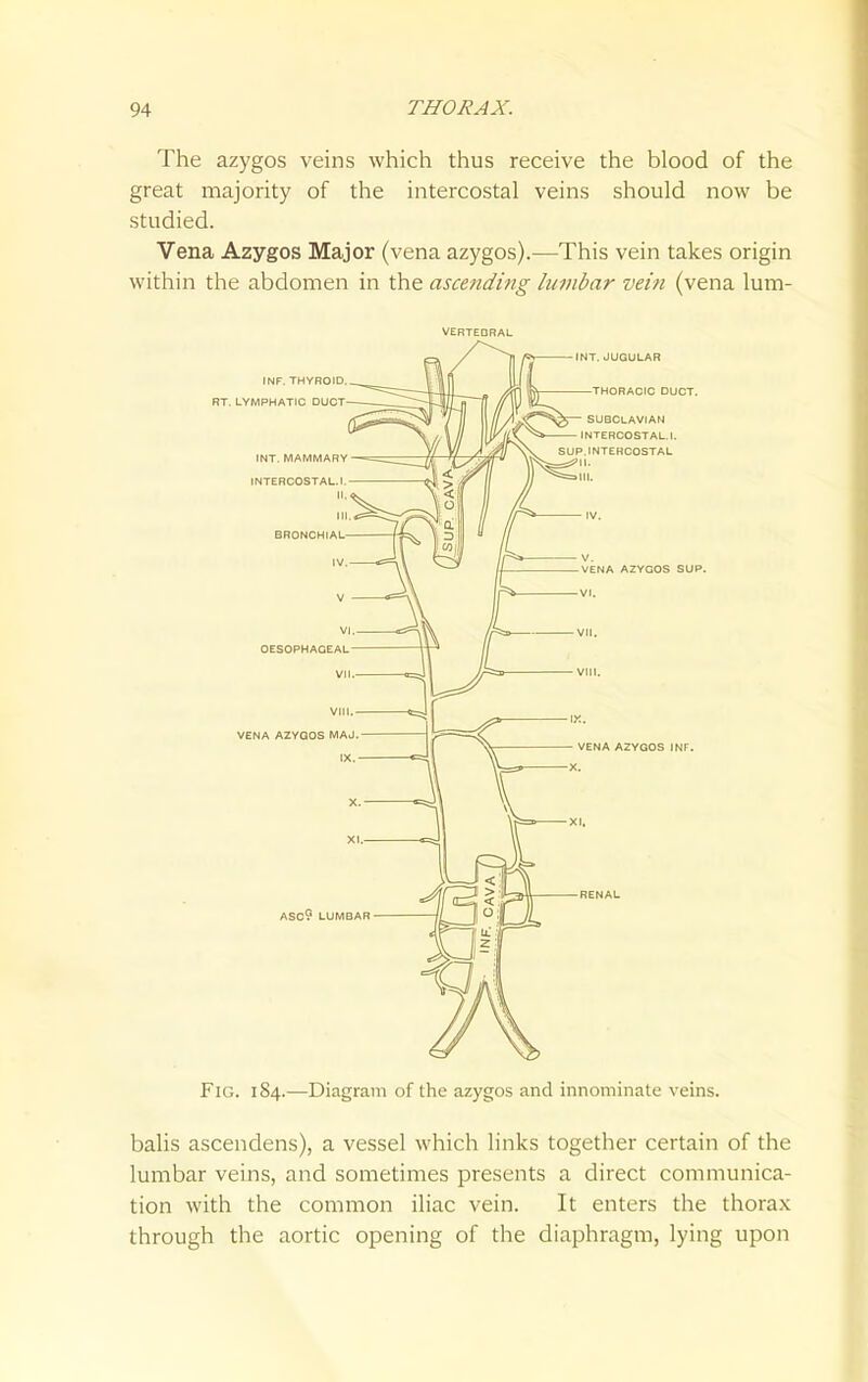 The azygos veins which thus receive the blood of the great majority of the intercostal veins should now be studied. Vena Azygos Major (vena azygos).—This vein takes origin within the abdomen in the ascending lumbar vein (vena lum- VERTEQRAL Fig. 184.—Diagram of the azygos and innominate veins. balis ascendens), a vessel which links together certain of the lumbar veins, and sometimes presents a direct communica- tion with the common iliac vein. It enters the thorax through the aortic opening of the diaphragm, lying upon