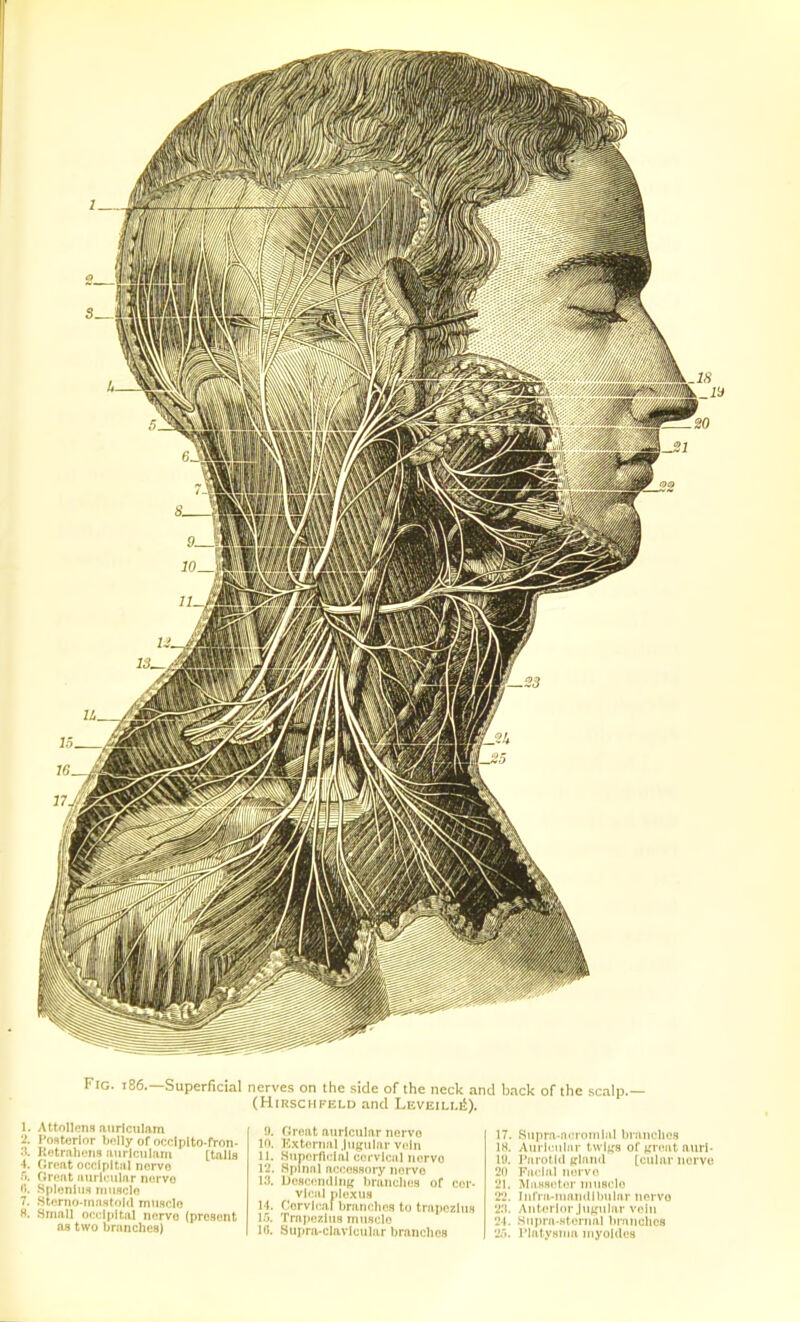 Fig. 186.—Superficial nerves on the side of the neck and back of the scalp.— (HiRSCHFELD and Leveill^). 1. Attollens aurlculam •2. I'OHterior bolly of occlpito-fron- K'-trahoiifi aiiricnlani [tails 4. Grr-at oooipltiil norvo fi. Great finrl' iilnr iiervo (i. SpltsriiiiH iMiiflcIo 7. St'Tiin-niasffilcl miisclo ft. Small of'tMpital ncrvo (present as two branches) 'X Groat auricular norvo in. KxtiM'ual JiiikMilar vein U. HniM-rnrial C(!rvicnl norvo 12. Spinal ar<'(!HS()ry norvo 1.3. iJoHccndluK Iirancli(;H of cer- vical plexus H. ('orvU'Ail ljrain;hng to trapezius 15. TraiH'zIus musclo 10. Supra-clavlcular branches 17. Suprn-arnunlal branding IH. Auririiliir twI^^H of ^'''■1'nuri- l!t. J'arotId claml Lt^ub'r ncrvo 20 Farlal iu;rv(! 21. MftHHi'tiir niuHclo 22. Infrii-iuaiuillmlar norvo 2:1. AutfM lnr jutrular vein 21. Siipra-.stunial brnuchcs 2'>. I'latynnui uiyoldos