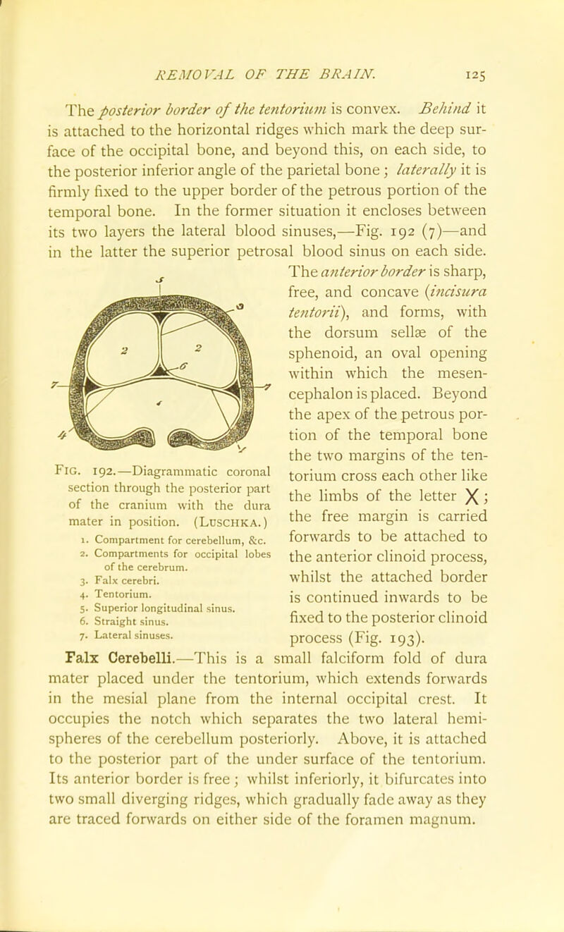 REMOVAL OF THE BRAIN. 125 T\ie posterior border of the tentorium is convex. Behind it is attached to the horizontal ridges which mark the deep sur- face of the occipital bone, and beyond this, on each side, to the posterior inferior angle of the parietal bone; laterally it is firmly fixed to the upper border of the petrous portion of the temporal bone. In the former situation it encloses between its two layers the lateral blood sinuses,—Fig. 192 (7)—and in the latter the superior petrosal blood sinus on each side. The anterior border is sharp, free, and concave (incisiira tentorii), and forms, with the dorsum sellee of the sphenoid, an oval opening within which the mesen- cephalon is placed. Beyond the apex of the petrous por- tion of the temporal bone the two margins of the ten- torium cross each other like the limbs of the letter X j the free margin is carried forwards to be attached to the anterior clinoid process, whilst the attached border is continued inwards to be fixed to the posterior clinoid process (Fig. 193). Falx Cerebelli.—This is a small falciform fold of dura mater placed under the tentorium, which extends forwards in the mesial plane from the internal occipital crest. It occupies the notch which separates the two lateral hemi- spheres of the cerebellum posteriorly. Above, it is attached to the posterior part of the under surface of the tentorium. Its anterior border is free ; whilst inferiorly, it bifurcates into two small diverging ridges, which gradually fade away as they are traced forwards on either side of the foramen magnum. Fig. 192.—Diagrammatic coronal section through the posterior part of the cranium with the dura mater in position. (LUSCHKA.) 1. Compartment for cerebellum, S:c. 2. Compartments for occipital lobes of the cerebrum. 3. Falx cerebri. 4. Tentorium. 5. Superior longitudinal sinus. 6. Straight sinus. 7. Lateral sinuses.
