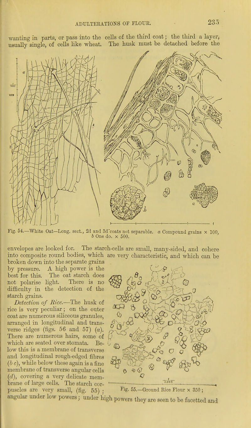 wanting in parts, or pass into the cells of the third coat; the third a layer, usually single, of cells like wheat. The husk must be detached before the Fig- 54.—White Oat—Long, sect., 2d and 3dcoats not separable, a Compound grains x 100, 6 One do. x 500. envelopes are looked for. The starch-cells are small, many-sided, and cohere into composite round bodies, which are very characteristic, and which can be broken down into the separate grains by pressure. A high power is the best for this. The oat starch does not polarise light. There is no difficulty in the detection of the starch grains. Detection of Rice.—The husk of rice is very peculiar; on the outer ® ^>\r-'' coat are numerous siliceous arranged in longitudinal verse ridges (figs. 56 and 57) (a). There are numerous hairs, some of Q which are seated over stomata. Be- <„< low this is a membrane of transverse and longitudinal rough-edged fibres (b c), while below these again is a fine membrane of transverse angular cells (d), covering a very delicate mem- brane of large cells. The starch cor- puscles are very small, (fig. 55) • Fig- 55.—Ground Rice Flour x 350; angular under low powers; under high powers they are seen to be facetted and un iixa outer yv .-j-J 'T-V-vA W a'i. T granules, <b nP^^^^B^ aland trans- >y^,D:;-^-,^6 O <&<9 G _ i _ idon
