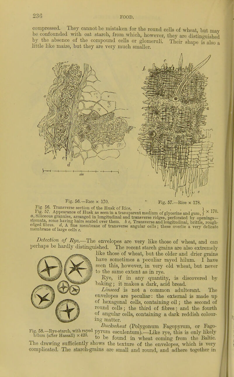 23G compressed. They cannot be mistaken for the round cells of wheat but may be confounded with oat starch, from which, however, they are distinguished by the absence of the compound cells or glomeruli. Their shape is also a little like maize, but they are very much smaller. x 170. Fig. 56.—Rice x 170. » Fig. 57.-Rice x 178. Fig 56. Transverse section of the Husk of Rice, Fig. 57. Appearance of Husk as seen in a transparent medium of glycerine and gum, J a, biliceous granules, arranged in longitudinal and transverse ridges, perforated by openings— stomata, some having hairs seated over them, b c, Transverse and longitudinal, brittle, rough- erigecl nbres. d, A fine membrane of transverse angular cells; these overlie a very delicate membrane of large cells e. Detection of Rye.—The envelopes are very like those of wheat, and can perhaps be hardly distinguished. The recent starch grains are also extremely like those of wheat, but the older and drier grains have sometimes a peculiar rayed liilum. I have seen this, however, in very old wheat, but never to the same extent as in rye. Rye, if in any quantity, is discovered by baking; it makes a dark, acid bread. Linseed is not a common adulterant The envelopes are peculiar: the external is made up of hexagonal cells, containing oil; the second of round cells; the third of fibres: and the fourth of angular cells, containing a dark reddish colour- ing matter. Buckwheat (Polygonum Fagopvrum, or Eago- ^h^TiSS^rtffi^SK*4 Pyrum csculentum).— Like rye, this is only likely ii urn (a er ossa ) x . to be found in wheat coming from the Baltic. The drawing sufficiently shows the texture of the envelopes, which is very complicated. The starch-grains are small and round, and adhere together in