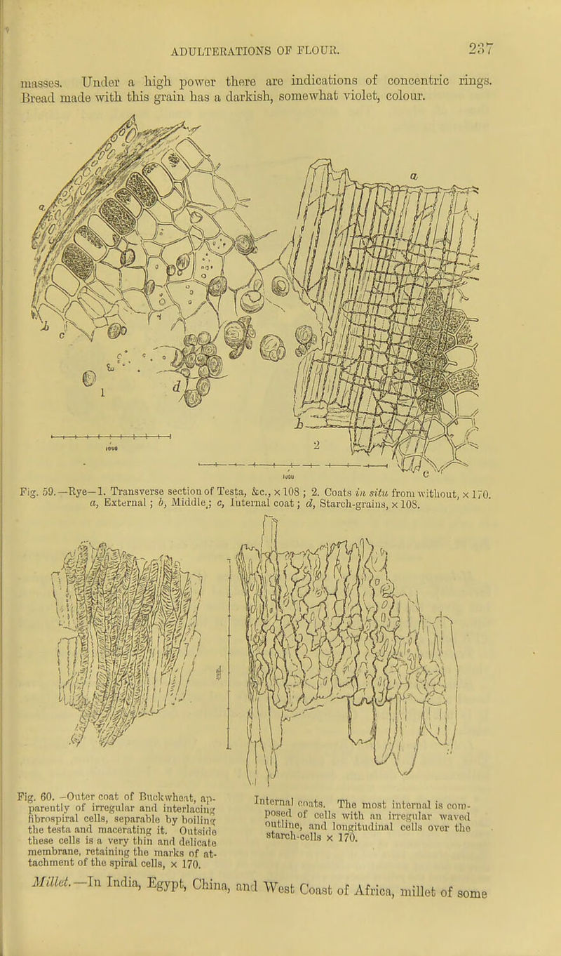 misses. Under a high power there are indications of concentric rings. Bread made with this grain has a darkish, somewhat violet, colour. Fig. 59.—Rye—1. Transverse section of Testa, &c, x 108 ; 2. Coats in situ from without, x 170 a, External ; b, Middle,; c, Internal coat; d, Starch-grains, x 108. Fig. 60. -Outer coat of Buckwheat, ap- parently of irregular and interlacing librospiral cells, separable by boiling the testa and macerating it. Outside these cells is a very thin and delicate membrane, retaining the marks of at- tachment of the spiral cells, x 170. Internal coats. The most internal is com- posed of cells with an irregular waved outline, and longitudinal cells over the starch-cells x 170. Mdid.-In India, Egypt, China, and West Coast of Africa, millet of some.