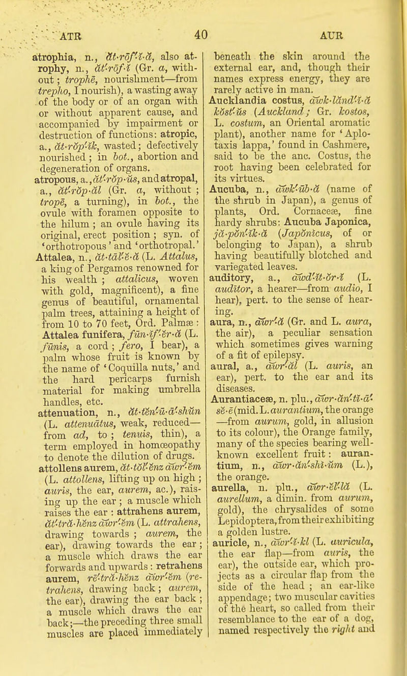 atrophia, n., Ht-rof'-i-a, also at- rophy, n., at'-rof-l (Gr. a, -with- out ; trophe, nourishment—from trepho, I nourish), a wasting away of the body or of an organ with or without apparent cause, and accompanied by impairment or destruction of functions: atropic, a., at-rSp'ik, wasted; defectively nourished ; in hot., abortion and degeneration of organs. atropous, a,.,dtW5p-us, andatropal, a., af-rop-al (Gr. a, without ; trope, a turning), in hot., the ovule with foramen opposite to the hilum ; an ovule having its original, erect position ; syn. of 'orthotropous' and 'orthotropal.' Attalea, n., dt-tdl'e-a (L. Attains, a king of Pergamos renowned for his wealth ; attalicus, woven with gold, magnificent), a fine genus of beautiful, ornamental palm trees, attaining a height of from 10 to 70 feet, Ord. Palmse : Attalea funifera, fun-lf-tr-d (L. funis, a cord ; fero, I bear), a 'palm whose fruit is known by the name of 'Coquilla nuts,' and the hard pericarps furnish material for making umbrella handles, etc. attenuation, n., dt-thi'-u-d'-shun (L. attenudtus, weak, reduced— from ad, to ; tenuis, thin), a term employed in homoeopathy to denote the dilution of drugs. attollens aurem, at-tol'-lnz awr'e'm (L. attollens, lifting up on high ; auris, the ear, aurem, ac), rais- ing up the ear ; a muscle which raises the ear : attrahens aurem, at'4r&-he'nzdwr'em{L. attrahens, drawing towards ; aurem, the ear), drawing towards the ear; a muscle which draws the ear forwards and upwards: retrahens aurem, re'trd-Mnz aivr'&m (re- trahens, drawing back; aurem, the ear), drawing the ear back ; a muscle which draws the ear back;—the preceding three small muscles are placed immediately beneath the skin around the external ear, and, though their names express energy, they are rarely active in man. Aucklandia costus, dwk-l&nd'-l-d k6stf-us (Auckland; Gr. kostos, L. costum, an Oriental aromatic plant), another name for 'Aplo- taxis lappa,' found in Cashmere, said to be the anc. Costus, the root having been celebrated for its virtues. Aucuba, n., dwk'-ub-d (name of the shrub in Japan), a genus of plants, Ord. Cornaceae, fine hardy shrubs: Aucuba Japonica, jd-pdn'lk-d (Japonicus, of or belonging to Japan), a shrub having beautifully blotched and variegated leaves. auditory, a., awd'-it-or-l (L. auditor, a hearer—from audio, I hear), pert, to the sense of hear- ing. aura, n., dwr'-d (Gr. and L. aura, the air), a peculiar sensation which sometimes gives warning of a fit of epilepsy. aural, a., dwr'-dl (L. auris, an ear), pert, to the ear and its diseases. Aurantiacese, n. plu., aior-dn'-ti-d'- se-e(mid.L.aurantium, the orange —from aurum, gold, in allusion to its colour), the Orange family, many of the species bearing well- known excellent fruit: auran- tium, n., dwr-dn-shi-um (L.), the orange. aurella, n. plu., dwr-W-ld (L. aurellum, a dimin. from aurum, gold), the chrysalides of some Lepidoptera, from their exhibiting a golden lustre. auricle, n., dwr'-i-kl (L. auricula, the ear flap—from auris, the ear), the outside ear, which pro- jects as a circular flap from the side of the head ; an ear-like appendage; two muscular cavities of the heart, so called from their resemblance to the ear of a dog, named respectively the right and