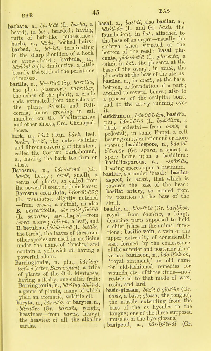 barbate, a., bdrb'-dt (L. barba, a beard), in bot., bearded; having tufts of hair-like pubescence: barbs, n., bdrbs, hooked hairs: barbed, a., bdrbd, terminating in the sharp shoulders of a hook or arrow-head : barbula, n., bdrb'-id-d (L. diminutive, a little beard), the teeth of the peristome of mosses, barilla, n., bar-il'-lu (Sp. bamlla, the plant glasswort; barnllar, the ashes of the plant), a crude soda extracted from the ashes ot the plants Salsola and Sali- cornia, found growing in salt marshes on the Mediterranean and other shores, Ord. Chenopod- iacese. bark, n., bdrk (Dan. bdrk, Icel. borkr, bark), the outer cellular and fibrous covering of the stem, called the Cortex: bark-bound, a., having the bark too firm or close. Barosma, n., bar-os-ma (Gr. barus, heavy; osme, smell), a genus of plants, so called from the powerful scent of their leaves^ Barosma crenulata, kren'ul-dt'a (L. crenulatus, slightly notched —from crena, a notch), asalso B. serratifolia, ser-rdt-i-fol'4-u (L. serratus, saw-shaped—from serra, a saw; folium, a leaf), and B. betulina, Mtf-ul-in'a (L. bet&la, the birch), the leaves of these and other species are used in medicine under the name of 'buchu/ and contain a yellowish oil having a powerful odour. Barringtonise, n. plu., b&r'-ing- ton'4-a (after Barrington), a tribe of plants of the Ord. Myrtacese, having a fleshy, one-celled fruit: Barringtonia, ■n.,bdr'-lng-ton'-i-d, a genus of plants, many of which yield an aromatic, volatile oil. baryta, n., bur-lt'-d, or barytes, n., bar-itf-ez (Gr. barutes, weight, heaviness—from barus, heavy), the heaviest of all the alkaline earths. basal, a., bas'-al, also basilar, a., bds'-il-ar (L. and Gr. basis, the foundation), in bot, attached to the base of an organ—usually the embryo when situated at the bottom of the seed : basal pla- centa, pla-shit'-a (L. placenta, & cake), in bot., the placenta at the base of the ovary ; in anat., the placenta at the base of the uterus: basilar, a., in anat., at the base, bottom, or foundation of a part; applied to several bones; also to a process of the occipital bone, and to the artery running ever basidium, n., bas-id'4-um, basidia, plu., bas-id'i-a (L. basidium, a little pedestal — from basis, a pedestal), in some Fungi, a cell bearing on its exterior one or more spores: basidiospore, n., bas-id- i-o-spor (Gr. spora, a spore), a spore borne upon a basidium: basid'iosporous, a.., -spor'us, bearing spores upon a basidium. basilar, see under 'basal:' basilar aspect, in anat., that which is towards the base of the head: basilar artery, so named from its position at the base of the skull. basilic, a., bas-il'-ilc (Gr. basihJcos, royal — from basileus, a king), denoting parts supposed to hold a chief place in the animal func- tions : basilic vein, a vein of the upper extremity of considerable size, formed by the coalescence of the anterior and posterior ulnar veins : basilicon, n., bds-W-ik-on, 'royal ointment,' an old name for old-fashioned remedies for wounds, etc., of three kinds—now restricted to that made of wax, resin, and lard, basio-glossus, bd^4-8-gl8sr-us (Gr. basis, a base; glossa, the tongue), the muscle extending from the base of the os hyoides to the tongue; one of the three supposed muscles of the hyo-glossus. basipetal, a., bds-ip'-U-o'l (Gr.