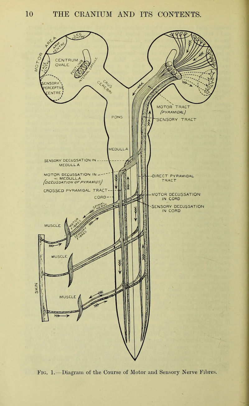 SKIN Fig. 1.—Diagram of tlie Course of Motor and Sensory Nerve Fibres.