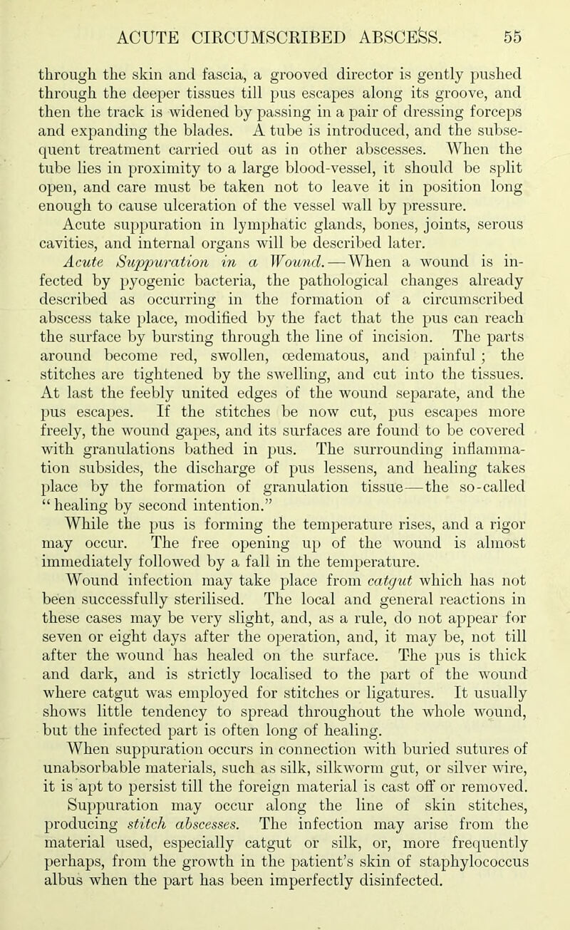 through the skin and fascia, a grooved director is gently pushed through the deeper tissues till pus escapes along its groove, and then the track is widened by passing in a pair of dressing forceps and expanding the blades. A tube is introduced, and the subse- quent treatment carried out as in other abscesses. When the tube lies in proximity to a large blood-vessel, it should be split open, and care must be taken not to leave it in position long enough to cause ulceration of the vessel wall by pressure. Acute sup[)uration in lyni[)hatic glands, bones, joints, serous cavities, and internal organs will be described later. Acute Suppuration in a Wound.—When a wound is in- fected by pyogenic bacteria, the pathological changes already described as occurring in the formation of a circumscribed abscess take place, modified by the fact that the pus can reach the surface by bursting through the line of incision. The parts around become red, swollen, oedematous, and painful ; the stitches are tightened by the swelling, and cut into the tissues. At last the feebly united edges of the wound separate, and the pus escapes. If the stitches be now cut, pus escapes more freely, the wound gapes, and its surfaces are found to be covered with granulations bathed in pus. The surrounding inflamma- tion subsides, the discharge of pus lessens, and healing takes place by the formation of granulation tissue—the so-called “ healing by second intention.” While the pus is forming the temperature rises, and a rigor may occur. The free opening up of the wound is almost immediately followed by a fall in the tempei'ature. Wound infection may take place from catgut which has not been successfully sterilised. The local and general reactions in these cases may be very slight, and, as a rule, do not appear for seven or eight days after the operation, and, it may be, not till after the wound has healed on the surface. The pus is thick and dark, and is strictly localised to the part of the wound where catgut was employed for stitches or ligatures. It usually shows little tendency to spread throughout the whole wound, but the infected part is often long of healing. When suppuration occurs in connection with buried sutures of unabsorbable materials, such as silk, silkworm gut, or silver wire, it is apt to persist till the foreign material is cast off or removed. Suppuration may occur along the line of skin stitches, producing stitch abscesses. The infection may arise from the material used, especially catgut or silk, or, more frequently perhaps, from the growth in the patient’s skin of staphylococcus albus when the part has been imperfectly disinfected.
