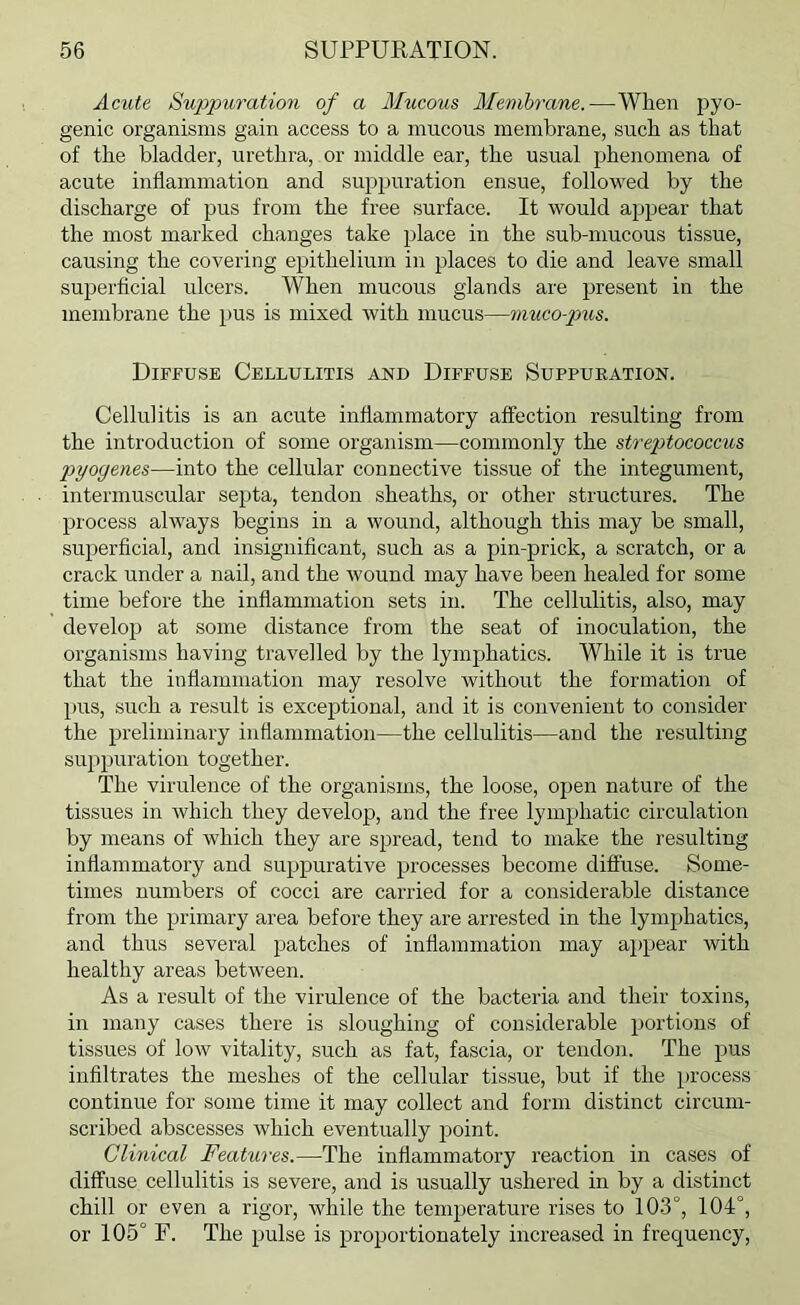 Acute Suppuration of a Mucous Memhrane.—When pyo- genic organisms gain access to a mucous membrane, such as that of the bladder, urethra, or middle ear, the usual phenomena of acute inflammation and suppuration ensue, followed by the discharge of pus from the free surface. It would appear that the most marked changes take place in the sub-mucous tissue, causing the covering epithelium in places to die and leave small superficial ulcers. When mucous glands are present in the membrane the pus is mixed with mucus—muco-pus. Diffuse Cellulitis and Diffuse Suppuration. Cellulitis is an acute inflammatory affection resulting from the introduction of some organism—commonly the streptococcus p>yogems—into the cellular connective tissue of the integument, intermuscular septa, tendon sheaths, or other structures. The process always begins in a wound, although this may be small, superficial, and insignificant, such as a pin-prick, a scratch, or a crack under a nail, and the wound may have been healed for some time before the inflammation sets in. The cellulitis, also, may develop at some distance from the seat of inoculation, the organisms having travelled by the lymphatics. While it is true that the inflammation may resolve without the formation of pus, such a result is exceptional, and it is convenient to consider the preliminary inflammation—the cellulitis—and the resulting suppuration together. The virulence of the organisms, the loose, open nature of the tissues in which they develop, and the free lymphatic circulation by means of which they are spread, tend to make the resulting inflammatory and suppurative processes become diffuse. Some- times numbers of cocci are carried for a considerable distance from the primary area before they are arrested in the lymphatics, and thus several patches of inflammation may appear with healthy areas between. As a result of the virulence of the bacteria and their toxins, in many cases there is sloughing of considerable portions of tissues of low vitality, such as fat, fascia, or tendon. The pus infiltrates the meshes of the cellular tissue, but if the process continue for some time it may collect and form distinct circum- scribed abscesses which eventually point. Clinical Features.—The inflammatory reaction in cases of diffuse cellulitis is severe, and is usually ushered in by a distinct chill or even a rigor, while the temperature rises to 103°, 104°, or 105° F. The pulse is proportionately increased in frequency.