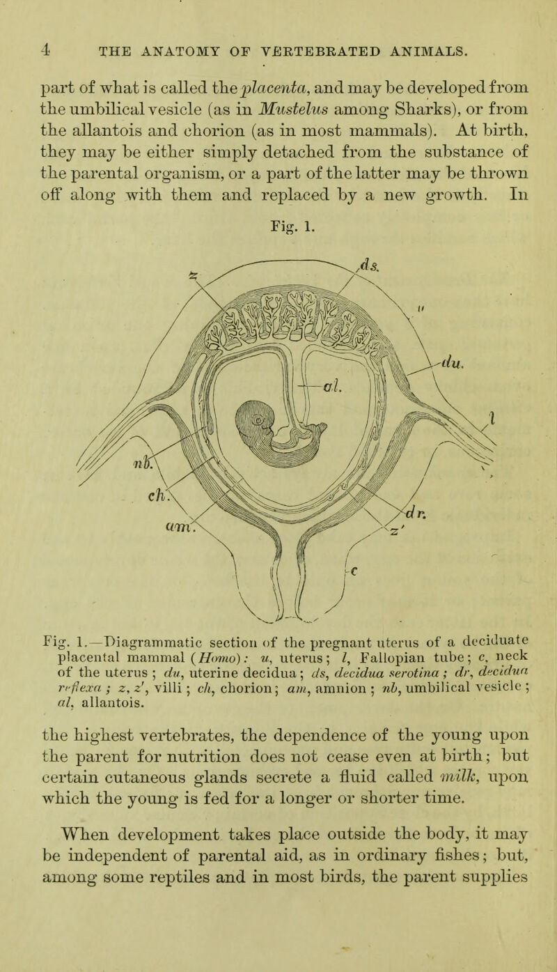 part of what is called the placenta, and may be developed from tlie umbilical vesicle (as in Mustelus among Sharks), or from the allantois and chorion (as in most mammals). At birth, they may be either simply detached from the substance of the parental organism, or a part of the latter may be thrown off along with them and replaced by a new growth. In Fig. 1. Fig. 1.—Diagrammatic section of the pregnant nterus of a deciduate placental mammal (Homo): m, uterus; I, Fallopian tube; c, neck of the uterus ; dv, uterine decidua; ds, decidua serotina ; di\ df^cidvn ri'iiexa ; z, z\ villi; t'/(, chorion; aw, amnion ; nh^ umbilical vesicle ; a/, allantois. the highest vei-tebrates, the dependence of the young npon the parent for nutrition does not cease even at birth; but certain cutaneous glands secrete a fluid called miTk, upon which the young is fed for a longer or shorter time. When development takes place outside the body, it may be independent of parental aid, as in ordinary fishes; but, among some reptiles and in most birds, the parent supplies