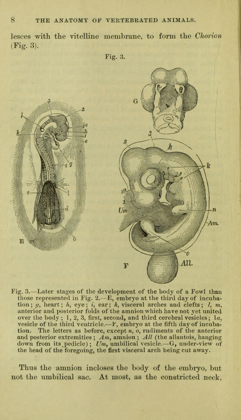 lesces with the vitelline membrane, to form the Chorion (Fig. 3). Fig. 3. Fig. 3.—Later stages of the development of the body of a Fowl than those represented in Fig. 2.—E, embryo at the third day of incuba- tion ; ff, heart; h, eye; i, ear; k, visceral arches and clefts; /, m, anterior and posterior folds of the amnion which have not yet united over the body ; 1, 2, 3, first, second, and third cerebral vesicles; 1«, vesicle of the third ventricle.—F, embryo at the fifth day of incuba- tion. The letters as before, except n, o, rudiments of the anterior and posterior extremities ; Am, amnion ; All (the allantois, hanging down from its pedicle); Um, umbilical vesicle.—G, under-view of the head of the foregoing, the first visceral arch being cut away. Thus the amnion incloses the body of the embryo, but not the umbilical sac. At most, as the constricted neck,