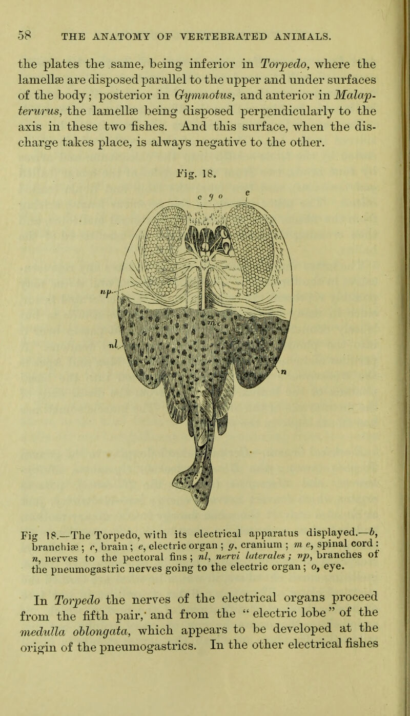 tlie plates the same, being inferior in Torpedo, where the lamellae are disposed parallel to the npper and under surfaces of the body; posterior in Gymnotus, and anterior in Malap- terurus, the lamellae being disposed perpendicularly to the axis in these two fishes. And this surface, when the dis- charge takes place, is always negative to the other. Fig. 18, Fig IS.—The Torpedo, with its electrical apparatus displayed.—6, branchise ; r, brain; e, electric organ ; (/, cranium ; m e, spinal cord : n, nerves to the pectoral fins ; nl, nxrvi luterahs ; vp, branches ot the pueumogastric nerves going to the electric organ; o, eye. In Torpedo the nerves of the electrical organs proceed from the fifth pair,'and from the  electric lobe  of the medulla oblongata, which appears to be developed at the origin of the imeumogastrics. In the other electrical fishes