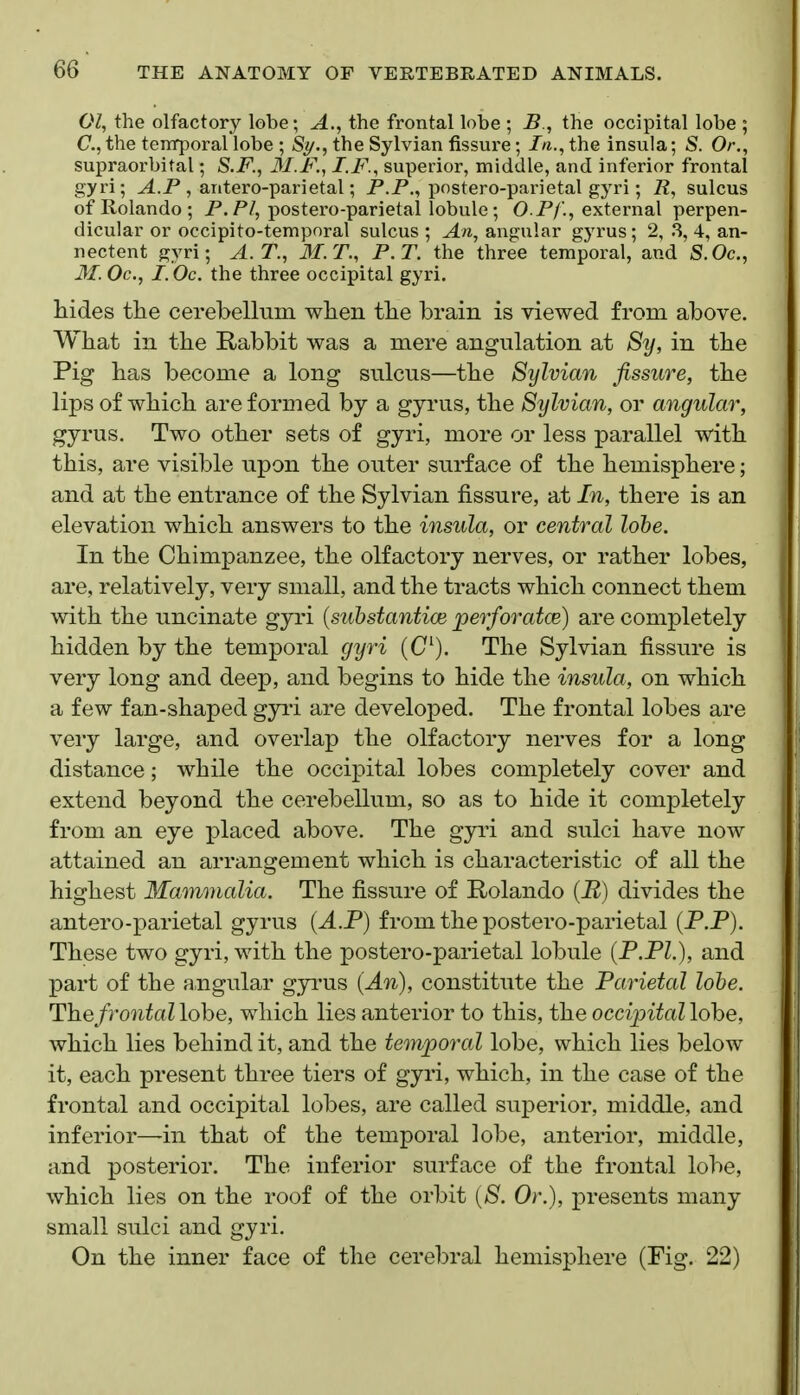 01, the olfactory lobe; A., the frontal lobe ; B., the occipital lobe ; C, the temporal lobe ; Sy., the Sylvian fissure; In., the insula; S. Or., supraorbital; S.F., 31.F., I.F., superior, middle, and inferior frontal gyri; ^.P , antero-parietal; P.P., postero-parietal gyri; R, sulcus of Rolando; P. P/, postero-parietal lobule; OP/'., external perpen- dicular or occipito-temporal sulcus ; An, angular gyrus; 2, 3, 4, an- nectent gyri; A.T., M.T., P.T. the three temporal, and S.Oc, M. Oc, I. Oc. the three occipital gyri. hides the cerebellum when the brain is viewed from above. What in the Rabbit was a mere angulation at 8ij, in the Pig has become a long sulcus—the Sylvian fissure, the lips of which are formed by a gyrus, the Sylvian, or angular, gyrus. Two other sets of gyri, more or less parallel with this, are visible upon the outer surface of the hemisphere; and at the entrance of the Sylvian fissure, at In, there is an elevation which answers to the insula, or central lobe. In the Chimpanzee, the olfactory nerves, or rather lobes, are, relatively, very small, and the tracts which connect them with the uncinate gyri {suhstantice perforatoe) are completely hidden by the temporal gyri (0^). The Sylvian fissure is very long and deep, and begins to hide the insula, on which a few fan-shaped gyri are developed. The frontal lobes are very large, and overlap the olfactory nerves for a long distance; while the occipital lobes completely cover and extend beyond the cerebellum, so as to hide it completely from an eye placed above. The gyri and sulci have now attained an arrangement which is characteristic of all the highest Mammalia. The fissure of Rolando {R) divides the antero-parietal gyrus {A.P) from the postero-parietal (P.P). These two gyri, with the postero-parietal lobule (P.Pl.), and part of the angular gyi'us (An), constitute the Parietal lobe. T\iefrontal\6be, which lies anterior to this, the occipitalXohe, which lies behind it, and the temporal lobe, which lies below it, each present three tiers of gyri, which, in the case of the frontal and occipital lobes, are called superior, middle, and inferior—in that of the temporal lobe, anterior, middle, and posterior. The inferior surface of the frontal lobe, which lies on the roof of the orbit {S. Or.), presents many small sulci and gyri. On the inner face of the cerebral hemisphere (Fig. 22)