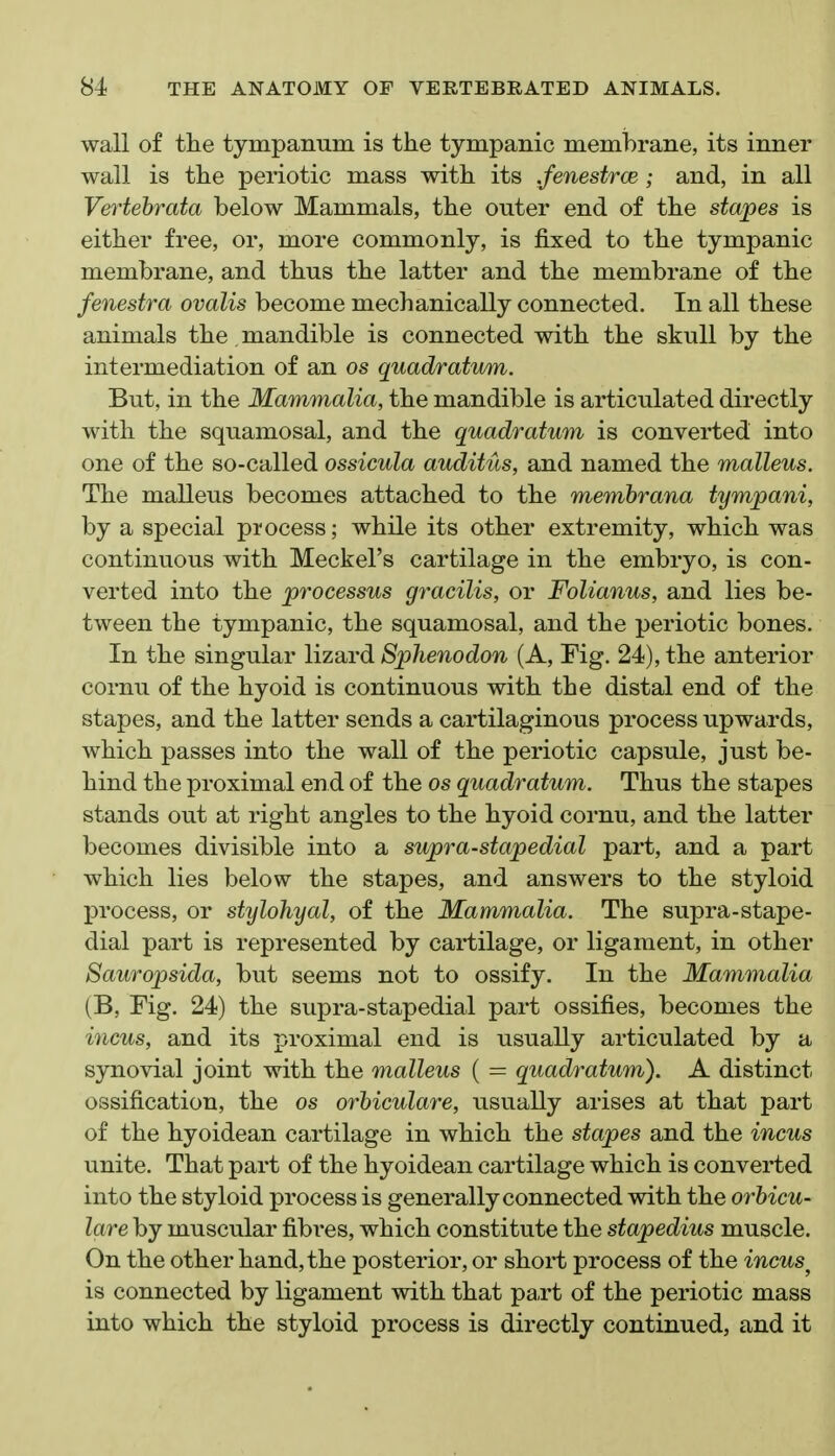 wall of the tympanum is the tympanic membrane, its inner wall is the periotic mass with its Jenestrce ; and, in all Vertebrata below Mammals, the outer end of the stapes is either free, or, more commonly, is fixed to the tympanic membrane, and thus the latter and the membrane of the fenestra ovalis become mechanically connected. In all these animals the , mandible is connected with the skull by the intermediation of an os quadratum. But, in the Mammalia, the mandible is articulated directly with the squamosal, and the quadratum is converted into one of the so-called ossicula auditus, and named the malleus. The malleus becomes attached to the membrana tympani, by a special process; while its other extremity, which was continuous with Meckel's cartilage in the embryo, is con- verted into the processus gracilis, or Folianus, and lies be- tween the tympanic, the squamosal, and the periotic bones. In the singular lizard Sphenodon (A, Fig. 24), the anterior cornu of the hyoid is continuous with the distal end of the stapes, and the latter sends a cartilaginous process upwards, which passes into the wall of the periotic capsule, just be- hind the proximal end of the os quadratum. Thus the stapes stands out at right angles to the hyoid cornu, and the latter becomes divisible into a supra-stapedial part, and a part which lies below the stapes, and answers to the styloid process, or stylohyal, of the Mammalia. The supra-stape- dial part is represented by cartilage, or ligament, in other Sauropsida, but seems not to ossify. In the Mammalia (B, Fig. 24) the supra-stapedial part ossifies, becomes the incus, and its proximal end is usually articulated by a synovial joint with the malleus ( = quadratum). A distinct ossification, the os orhiculare, usually arises at that part of the hyoidean cartilage in which the stapes and the incus unite. That part of the hyoidean cartilage which is converted into the styloid process is generally connected with the orhicu- lare by muscular fibres, which constitute the stapedius muscle. On the other hand, the posterior, or short process of the incus^ is connected by ligament with that part of the periotic mass into which the styloid process is directly continued, and it