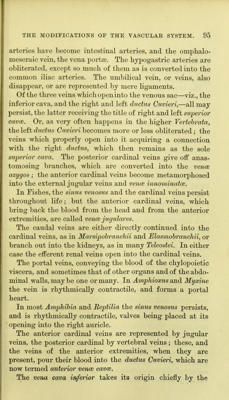 arteries have become intestinal arteries, and tlie omplialo- meseraic vein, the vena portse. The hypogastric arteries are obliterated, except so much of them as is converted into the common iliac arteries. The umbilical vein, or veins, also disappear, or are represented by mere ligaments. Of the three veins which openinto the venous sac—viz., the inferior cava, and the right and left ductus Cuvieri,—all may persist, the latter receiving the title of right and left superior cavce. Or, as very often happens in the higher Vertehrata, the left ductus Cuvieri becomes more or less obliterated; the veins which properly open into it acquiring a connection with the right ductus, which then remains as the sole superior cava. The posterior cardinal veins give off anas- tomosing branches, which are converted into the vence azygos ; the anterior cardinal veins become metamorphosed into the external jugular veins and vence innominatce. In Fishes, the sinus venosus and the cardinal veins persist throughout life; but the anterior cardinal veins, which bring back the blood from the head and from the anterior extremities, are called vence jugulares. The caudal veins are either directly continued into the cardinal veins, as in Marsipohrancliii and Elasmobranchii, or branch out into the kidneys, as in many Teleostei. In either case the efferent renal veins open into the cardinal veins. The portal veins, conveying the blood of the chylopoietic viscera, and sometimes that of other organs and of the abdo- minal walls, may be one or many. In Amphioxus and Myxine the vein is rhythmically contractile, and forms a portal heart. In most Amphibia and Reptilia the sinus venosus persists, and is rhythmically contractile, valves being placed at its opening into the right auricle. The anterior cardinal veins are represented by jugular veins, the posterior cardinal by vertebral veins ; these, and the veins of the anterior extremities, when they are present, pour their blood into the ductus Cuvieri, which are now termed anterior vence cavce. The vena cava inferior takes its origin chiefly by the