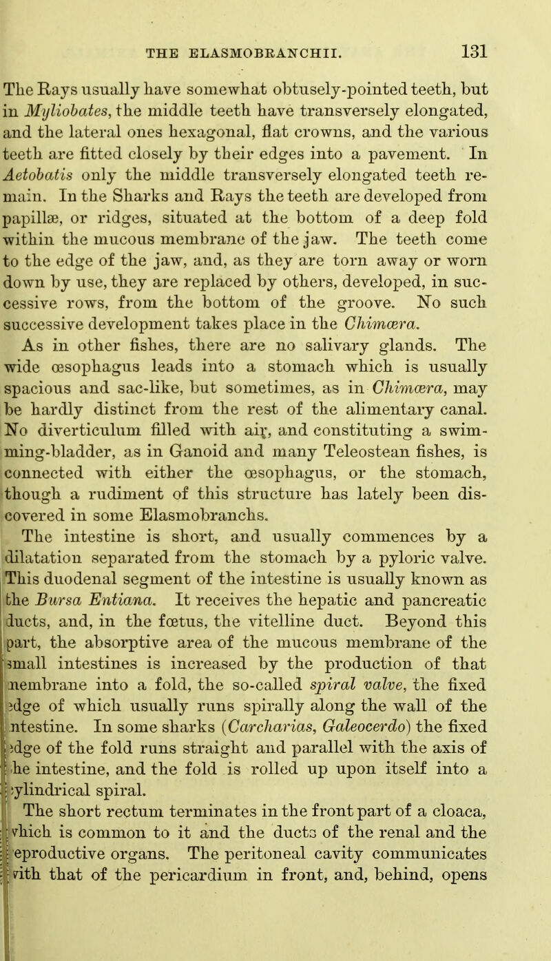 The Rays usually liave somewhat obtusely-pointed teeth, but in Mijliohates, the middle teeth have transversely elongated, and the lateral ones hexagonal, flat crowns, and the various teeth are fitted closely by their edges into a pavement. In Aetobatis only the middle transversely elongated teeth re- main. In the Sharks and Rays the teeth are developed from papillae, or ridges, situated at the bottom of a deep fold within the mucous membrane of the jaw. The teeth come to the edge of the jaw, and, as they are torn away or worn down by use, they are replaced by others, developed, in suc- cessive rows, from the bottom of the groove. No such successive development takes place in the Ghimcera. As in other fishes, there are no salivary glands. The wide oesophagus leads into a stomach which is usually spacious and sac-like, but sometimes, as in Ghimcera, may be hardly distinct from the re&t of the alimentary canal. 'No diverticulum filled with aiv, and constituting a swim- ming-bladder, as in Ganoid and many Teleostean fishes, is connected with either the oesophagus, or the stomach, though a rudiment of this structure has latelj^ been dis- covered in some Elasmobranchs. The intestine is short, and usually commences by a dilatation separated from the stomach by a pyloric valve, j This duodenal segment of the intestine is usually known as the Bursa Entiana. It receives the hepatic and pancreatic I ducts, and, in the foetus, the vitelline duct. Beyond this part, the absoi*ptive area of the mucous membrane of the small intestines is increased by the production of that nembrane into a fold, the so-called spiral valve, the fixed ;3dge of which usually runs spirally along the wall of the Intestine. In some sharks {Carcharias, Galeocerdo) the fixed Kdge of the fold runs straight and parallel with the axis of phe intestine, and the fold is rolled up upon itself into a * iylindrical spiral. The short rectum terminates in the front part of a cloaca, ; i vhich is common to it and the ducta of the renal and the ;; eproductive organs. The peritoneal cavity communicates - dth that of the pericardium in front, and, behind, opens