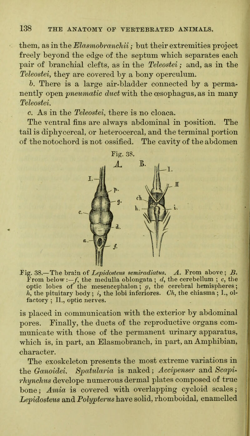 them, as in tlie Masmobranchii; but their extremities project freely beyond the edge of the septum which separates each pair of branchial clefts, as in the Teleostei; and, as in the Teleostei, they are covered by a bony operculum. h. There is a large air-bladder connected by a perma- nently open pneumatic duct with the oesophagus, as in many Teleostei. c. As in the Teleostei, there is no cloaca. The ventral fins are always abdominal in position. The tail is diphycereal, or heterocercal, and the terminal portion of the notochord is not ossified. The cavity of the abdomen Fig. 38. Pig. 38.— The hva\n Lepidosteus semiradlatus. A. From above; JB. From below :—/, the medulla oblongata ; d, the cerebellum ; c, the optic lobes of the mesencephalon; p, the cerebral hemispheres; h, the pituitary body; /, the lobi inferiores. Ch, the chiasma -,1,, ol- factory ; II., optic nerves. is placed in communication with the exterior by abdominal pores. Finally, the ducts of the reproductive organs com- municate with those of the permanent urinary apparatus, which is, in part, an Elasmobranch, in part, an Amphibian, character. The exoskeleton presents the most extreme variations in the Ganoidei. Spatularia is naked; Accipenser and Scapi- rhynchus develope numerous dermal plates composed of true bone; Amia is covered with overlapping cycloid scales; Lepidosteus and Polypterus have solid, rhomboidal, enamelled