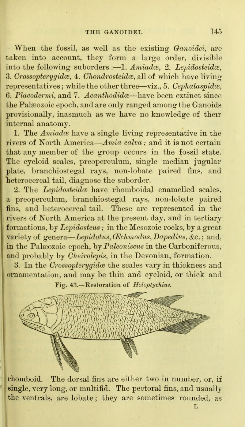 When the fossil, as well as the existing Ganoiclei, are taken into account, they form a large order, divisible into the following suborders :—1. Amiadce, 2. Lepidosteidce, 3. Crossopterygidce, 4. Chondrosteidce, all of which have living representatives; while the other three—viz., 5. Cephalaspidce, 6. Placodermi, and 7. Acantliodidce—have been extinct since the Palaeozoic epoch, and are only ranged among the Ganoids provisionally, inasmuch as we have no knowledge of their internal anatomy. 1. The Amiadce, have a single living representative in the rivers of North America—Amia calva; and it is not certain that any member of the group occurs in the fossil state. The cycloid scales, preoperculum, single median jugular plate, branchiostegal rays, non-lobate paired fins, and Leterocercal tail, diagnose the suborder. 2. The Lepidosteidce have rhomboidal enamelled scales, a preoperculum, branchiostegal rays, non-lobate paired fins, and heterocercal tail. These are represented in the rivers of North America at the present day, and in tertiary formations, by Lepidosteus; in the Mesozoic rocks, by a great variety of genera—Lepidotus, (Eclimodus, Dapedius, &c.; and, in the Palaeozoic epoch, by Paleoniscus in the Carboniferous, and probably by Cheirolepis, in the Devonian, formation. 3. In the Crossopterygidce the scales vary in thickness and ornamentation, and may be thin and cycloid, or thick and Fig. 43.—Restoration of Holoptychius. rhomboid. The dorsal fins are either two in number, or, if single, very long, or multifid. The pectoral fins, and usually the ventrals, are lobate; they are sometimes rounded, as