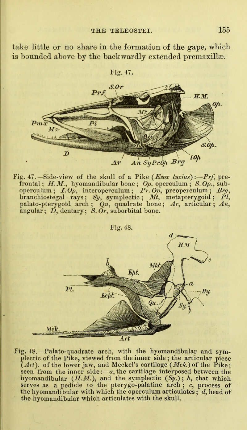 take little or no share in the formation of the gape, which is bounded above by the backwardly extended premaxillse. iig. 47. Fig. 47.—Side-view of the skull of a Pike (Esox lucius):—i*r/, pre- frontal; H.M., hyomandibular bone ; Op, operculum ; S. Op., snh- operculum ; I. Op, interoperculum ; i*r. 0/w, preopeiculum ; Brg, branchiostegal rays; Sy, symplectic; 3It, metapterygoid; PI, palato-pterygoid arch ; Qu, quadrate bone; Ar, articular; An, angular; i>, dentary; S.Or, suborbital bone. Fig. 48. Fig. 48.—Palato-quadrate arch, with the hyomandibular and S3'm- plectic of the Pike, viewed from the inner side ; the articular piece {Art), of the lower jaw, and Meckel's cartilage (Mck.) of the Pike; seen from the inner side:—a,the cartilage interposed between the hyomandibular (H.M.), and the symplectic (%.) ; b, that which serves as a pedicle to the pterygo-palatine arch ; c, process of the hyomandibular with which the operculum articulates; d, head of the hyomandibular which articulates with the skull.