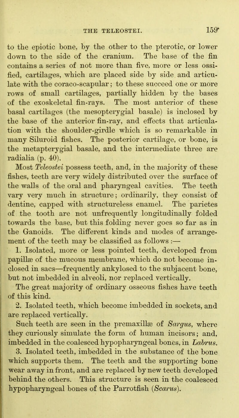 to tlie epiotic bone, by the other to the pterotic, or lower down to the side of the cranium. The base of the fin contains a series of not more than five, more or less ossi- fied, cartilages, which are placed side by side and articu- late with the coraco-scapular; to these succeed one or more rows of small cartilages, partially hidden by the bases of the exoskeletal fin-rays. The most anterior of these basal cartilages (the mesopterygial basale) is inclosed by the base of the anterior fin-ray, and effects that articula- tion with the shoulder-girdle which is so remarkable in many Siluroid fishes. The posterior cartilage, or bone, is the metapterygial basale, and the intermediate three are radialia (p. 40). Most Teleostei possess teeth, and, in the majority of these fishes, teeth are very widely distributed over the surface of the walls of the oral and pharyngeal cavities. The teeth vary very much in structure; ordinarily, they consist of dentine, capped with structureless enamel. The parietes of the tooth are not unfrequently longitudinally folded towards the base, but this folding never goes so far as in the Ganoids. The different kinds and modes of arrange- ment of the teeth may be classified as follows :— 1. Isolated, more or less pointed teeth, developed from papiUse of the mucous membrane, which do not become in- closed in sacs—frequently ankylosed to the subjacent bone, but not imbedded in alveoli, nor replaced vertically. The great majoi'ity of ordinary osseous fishes have teeth of this kind. 2. Isolated teeth, which become imbedded in sockets, and are replaced vertically. Such teeth are seen in the premaxillse of Sargus, where they curiously simulate the form of human incisors; and, imbedded in the coalesced hypopharyngeal bones, in Labrus. 3. Isolated teeth, imbedded in the substance of the bone which supports them. The teeth and the supporting bone wear away in front, and are replaced by new teeth developed behind the others. This structure is seen in the coalesced hypopharyngeal bones of the Parrotfish {Scarus).