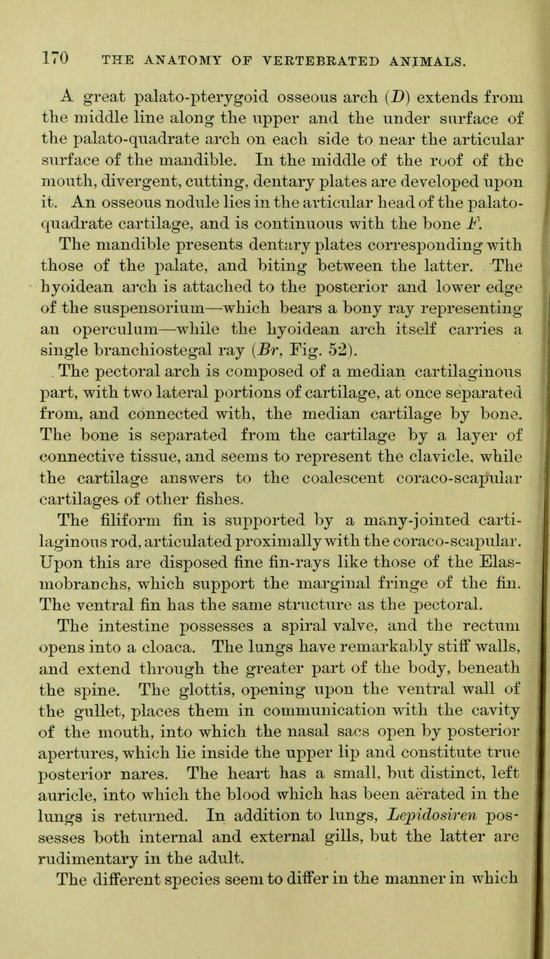 A great palato-pterygoid osseous arch (D) extends from tlie middle line along the upper and the under surface of the palato-quadrate arch on each side to near the articular surface of the mandible. In the middle of the roof of the mouth, divergent, cutting, dentary plates are developed upon it. An osseous nodule lies in the articular head of the palato- quadrate cartilage, and is continuous with the bone F. The mandible presents dentary plates corresponding with those of the palate, and biting between the latter. The hyoidean arch is attached to the posterior and lower edge of the suspensorium—which bears a bony ray representing an operculum—while the hyoidean arch itself carries a single branchiostegal ray {Br, Fig, 52). . The pectoral arch is composed of a median cartilaginous part, with two lateral portions of cartilage, at once separated from, and connected with, the median cartilage by bone. The bone is separated from the cartilage by a layer of connective tissue, and seems to represent the clavicle, while the cartilage answers to the coalescent coraco-scapular cartilages of other fishes. The filiform fin is supported by a many-jointed carti- laginous rod, articulated proximally with the coraco-scapular. Upon this are disposed fine fin-rays like those of the Elas- mobranchs, which support the marginal fringe of the fin. The ventral fin has the same structure as the pectoral. The intestine possesses a spiral valve, and the rectum opens into a cloaca. The lungs have remarkably stiff walls, and extend through the greater part of the body, beneath the spine. The glottis, opening upon the ventral wall of the gullet, places them in communication with the cavity of the mouth, into which the nasal sacs open by posterior apertures, which lie inside the upper lip and constitute true posterior nares. The heart has a small, but distinct, left auricle, into which the blood which has been aerated in the lungs is returned. In addition to lungs, Lepidosiren pos- sesses both internal and external gills, but the latter are rudimentary in the adult. The different species seem to differ in the manner in which