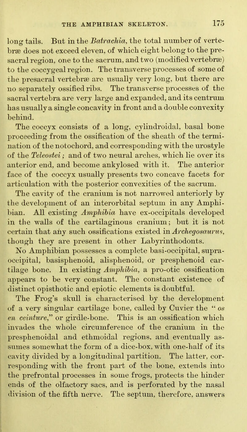 long tails. But in the BatracJiia, the total number of verte- brae does not exceed eleven, of which eight belong to the pre- sacral region, one to the sacrum, and two (modified vertebrae) to the coccygeal region. The transverse processes of some of the presacral vertebrae are usually very long, but there are no separately ossified ribs. The transverse processes of the sacral vertebra are very large and expanded, and its centrum has usually a single concavity in front and a double convexity behind. The coccyx consists of a long, cylindroidal, basal bone proceeding from the ossification of the sheath of the termi- nation of the notochord, and corresponding with the urostyle of the Teleostei; and of two neural arches, which lie over its anterior end, and become ankylosed with it. The anterior face of the coccyx usually presents two concave facets for articulation with the posterior convexities of the sacrum. The cavity of the cranium is not narrowed anteriorly by the development of an interorbital septum in any Amphi- bian. All existing Amphibia have ex-occipitals developed in the walls of the cartilaginous cranium; but it is not certain that any such ossifications existed in Archegosaums, though they are present in other Labyrinthodonts. No Amphibian possesses a complete basi-occipital, supra- occipital, basisphenoid, alisphenoid, or presphenoid car- tilage bone. In existing Ampldhia, a pro-otic ossification appears to be very constant. The constant existence of distinct opisthotic and epiotic elements is doubtful. The Frog's skull is characterised by the development of a very singular cartilage bone, called by Cuvier the  os en ceinture, or girdle-bone. This is an ossification which invades the whole circumference of the cranium in the presphenoidal and ethmoidal regions, and eventually as- sumes somewhat the form of a dice-box, with one-half of its cavity divided by a longitudinal partition. The latter, cor- responding with the front part of the bone, extends into the prefrontal processes in some frogs, protects the hinder ends of the olfactory sacs, and is perforated by the nasal division of the fifth nerve. The septum, therefore, answers