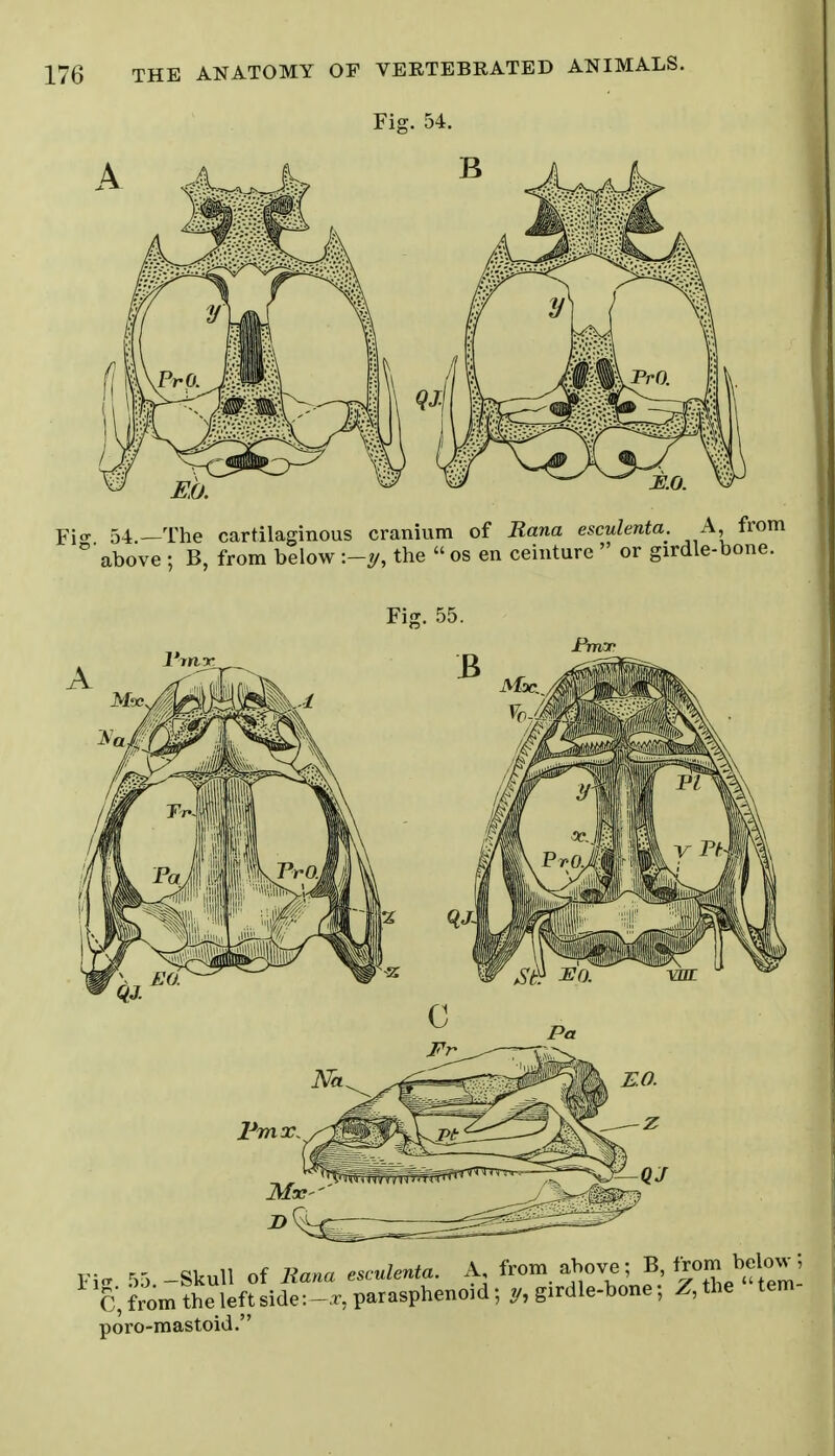 Fig. 54.