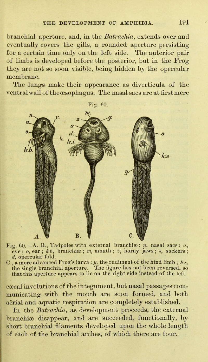 branchial aperture, and, in the Batrachia, extends over and eventually covers the gills, a rounded aperture persisting for a certain time only on the left side. The anterior pair of limbs is developed before the posterior, but in the Frog they are not so soon visible, being hidden by the opercular membrane. The lungs make their appearance as diverticula of the ventral wall of the oesophagus. The nasal sacs are at firstmere Fi-. CO. Fig. 60.—A. B., Tadpoles with external branchia?: n, nasal sacs; a, eye ; o, ear ; k b, branchiae ; m, mouth ; 2, horny jaws ; s, suckers ; d, opercular fold. C, a more advanced Frog's larva : ?/, the rudiment of the hind limb ; k the single branchial aperture. The figure has not been reversed, so that this aperture appears to lie on the right side instead of the left. caecal involutions of the integument, but nasal passages com- municating with the mouth are soon formed, and both aerial and aquatic respiration are completely established. In the Batrachia, as development proceeds, the external branchiae disappear, and are succeeded, functionally, by short branchial filaments developed upon the whole length of each of the branchial arches, of which there are four.