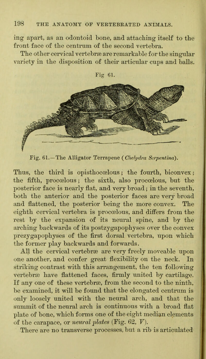 ing apart, as an odontoid bone, and attaching itself to the front face of the centrum of the second vertebra. The other cervical vertebrae are remarkable for the singular variety in the disposition of their articular cups and balls. Fig 61. Fig. 61. —The Alligator Terrapene {Chelydra Serpentina). Thus, the third is opisthocoelous; the fourth, biconvex; the fifth, procoelous ; the sixth, also proccBlous, but the posterior face is nearly flat, and very broad; in the seventh, both the anterior and the posterior faces are very broad and flattened, the posterior being the more convex. The eighth cervical vertebra is procoelous, and differs from the rest by the expansion of its neural spine, and by the arching backwards of its postzygapophyses over the convex prezygapophyses of the first dorsal vertebra, upon which the former play backwards and forwards. All the cervical vertebrae are very freely moveable upon one another, and confer great flexibility on the neck. In striking contrast with this arrangement, the ten following vertebrae have flattened faces, firmly united by cartilage. If any one of these vertebrae, from the second to the ninth, be examined, it will be found that the elongated centrum is only loosely united with the neural arch, and that the summit of the neural arch is continuous with a broad flat plate of bone, which forms one of the eight median elements of the carapace, or neural plates (Fig. 62, V). There are no transverse processes, but a rib is articulated