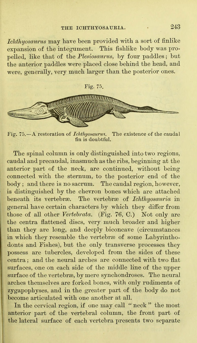 Ichthyosaurus may have been provided witli a sort of finlike expansion of tlie integument. TMs fislilike body was pro- pelled, like that of the Plesiosaurus, by four paddles; but the anterior paddles were placed close behind the head, and were, generally, very much larger than the posterior ones. Fig. 75. Fig. 75.—A restoration of Ichthyosaurus. The existence of the caudal fin is doubtful. The spinal column is only distinguished into two regions, caudal and precaudal, inasmuch as the ribs, beginning at the anterior part of the neck, are continued, without being connected with the sternum, to the posterior end of the body ; and there is no sacrum. The caudal region, however, is distinguished by the chevron bones which are attached beneath its vertebrae. The vertebrae of Ichthyosauria in general have certain characters by which they differ from those of all other Vertebrata. (Fig. 76, C.) Not only are the centra flattened discs, very much broader and higher than they are long, and deeply biconcave (circumstances in which they resemble the vertebrae of some Labyrintho- donts and Fishes), but the only transverse processes they possess are tubercles, developed from the sides of these centra; and the neural arches are connected with two flat surfaces, one on each side of the middle line of the upper surface of the vertebrae, by mere synchondroses. The neural arches themselves are forked bones, with only rudiments of zygapophyses, and in the greater part of the body do not become articulated with one another at all. In the cervical region, if one may call  neck  the most anterior part of the vertebral column, the front part of the lateral surface of each vertebra presents two separate