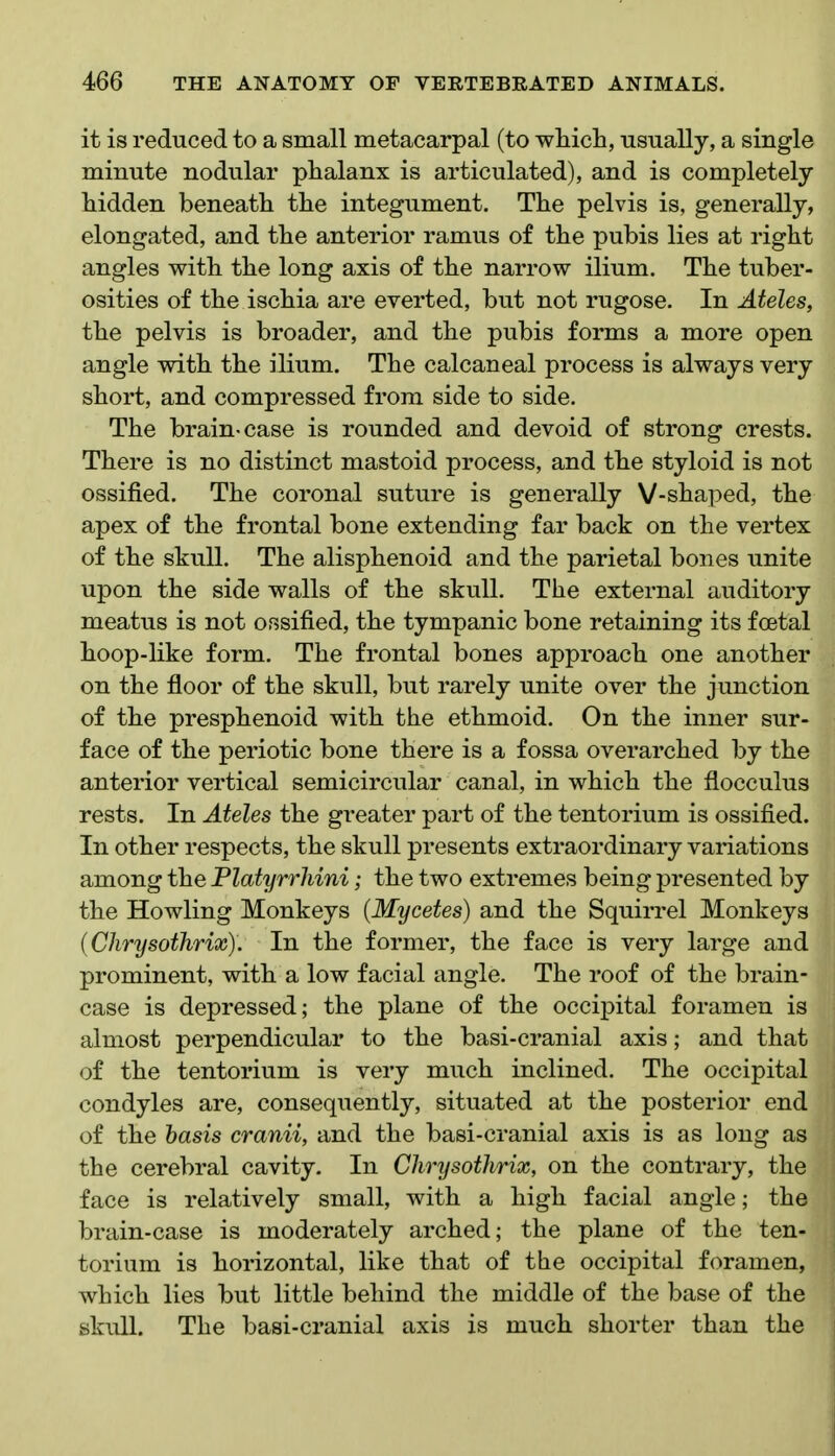 it is reduced to a small metacarpal (to which, usually, a single minute nodular phalanx is articulated), and is completely hidden beneath the integument. The pelvis is, generally, elongated, and the anterior ramus of the pubis lies at right angles with the long axis of the narrow ilium. The tuber- osities of the ischia are everted, but not rugose. In Ateles, the pelvis is broader, and the pubis forms a more open angle with the ilium. The calcaneal process is always very short, and compressed from side to side. The brain-case is rounded and devoid of strong crests. There is no distinct mastoid process, and the styloid is not ossified. The coronal suture is generally V-shaped, the apex of the frontal bone extending far back on the vertex of the skull. The alisphenoid and the parietal bones unite upon the side walls of the skull. The external auditory meatus is not ossified, the tympanic bone retaining its f cetal hoop-like form. The frontal bones approach one another on the floor of the skull, but rarely unite over the junction of the presphenoid with the ethmoid. On the inner sur- face of the periotic bone there is a fossa overarched by the anterior vertical semicircular canal, in which the flocculus rests. In Ateles the greater part of the tentorium is ossified. In other respects, the skull presents extraordinary variations among the Platyrrhini; the two extremes being presented by the Howling Monkeys [Mycetes) and the Squirrel Monkeys (Chrysothrix). In the former, the face is very large and prominent, with a low facial angle. The roof of the brain- case is depressed; the plane of the occipital foramen is almost perpendicular to the basi-cranial axis; and that of the tentorium is very much inclined. The occipital condyles are, consequently, situated at the posterior end of the basis cranii, and the basi-cranial axis is as long as the cerebral cavity. In Chrysothrix, on the contrary, the face is relatively small, with a high facial angle; the brain-case is moderately arched; the plane of the ten- torium is horizontal, like that of the occipital foramen, which lies but little behind the middle of the base of the skull. The basi-cranial axis is much shorter than the