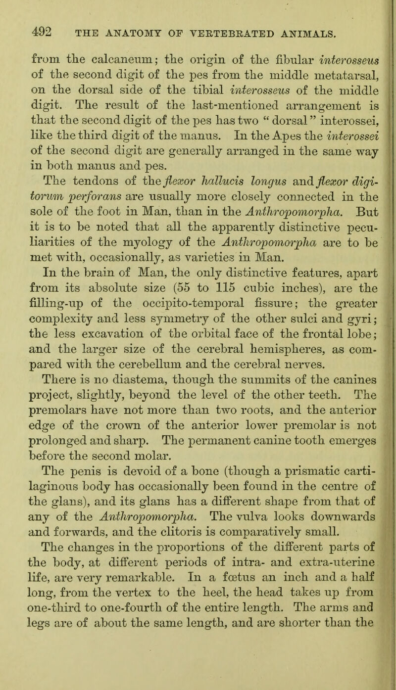 from the calcaneiim; tlie origin of the fibular interosseus of the second digit of the pes from the middle metatarsal, on the dorsal side of the tibial interosseus of the middle digit. The result of the last-mentioned arrangement is that the second digit of the pes has two  dorsal interossei, like the third digit of the manus. In the Apes the interossei of the second digit are generally arranged in the same way in both manus and pes. The tendons of the flexor hallucis longus smd flexor digi- torum perforans are usually more closely connected in the sole of the foot in Man, than in the Anthropomorpha. But it is to be noted that all the apparently distinctive pecu- liarities of the myology of the Anthropomorpha are to be met with, occasionally, as varieties in Man. In the brain of Man, the only distinctive features, apart from its absolute size (55 to 115 cubic inches), are the filling-up of the occipito-temporal fissure; the greater complexity and less symmetry of the other sulci and gyri; the less excavation of the orbital face of the frontal lobe; and the larger size of the cerebral hemispheres, as com- pared with the cerebellum and the cerebral nerves. There is no diastema, though the summits of the canines project, slightly, beyond the level of the other teeth. The premolars have not more than two roots, and the anterior edge of the crown of the anterior lower premolar is not prolonged and sharp. The permanent canine tooth emerges before the second molar. The penis is devoid of a bone (though a prismatic carti- laginous body has occasionally been found in the centre of the gians), and its glans has a different shape from that of any of the Anthropomorpha. The vulva looks downwards and forwards, and the clitoris is comparatively small. The changes in the proportions of the different parts of the body, at different periods of intra- and extra-uterine life, are very remarkable. In a foetus an inch and a half long, from the vertex to the heel, the head takes up from one-third to one-fourth of the entire length. The arms and legs are of about the same length, and are shorter than the