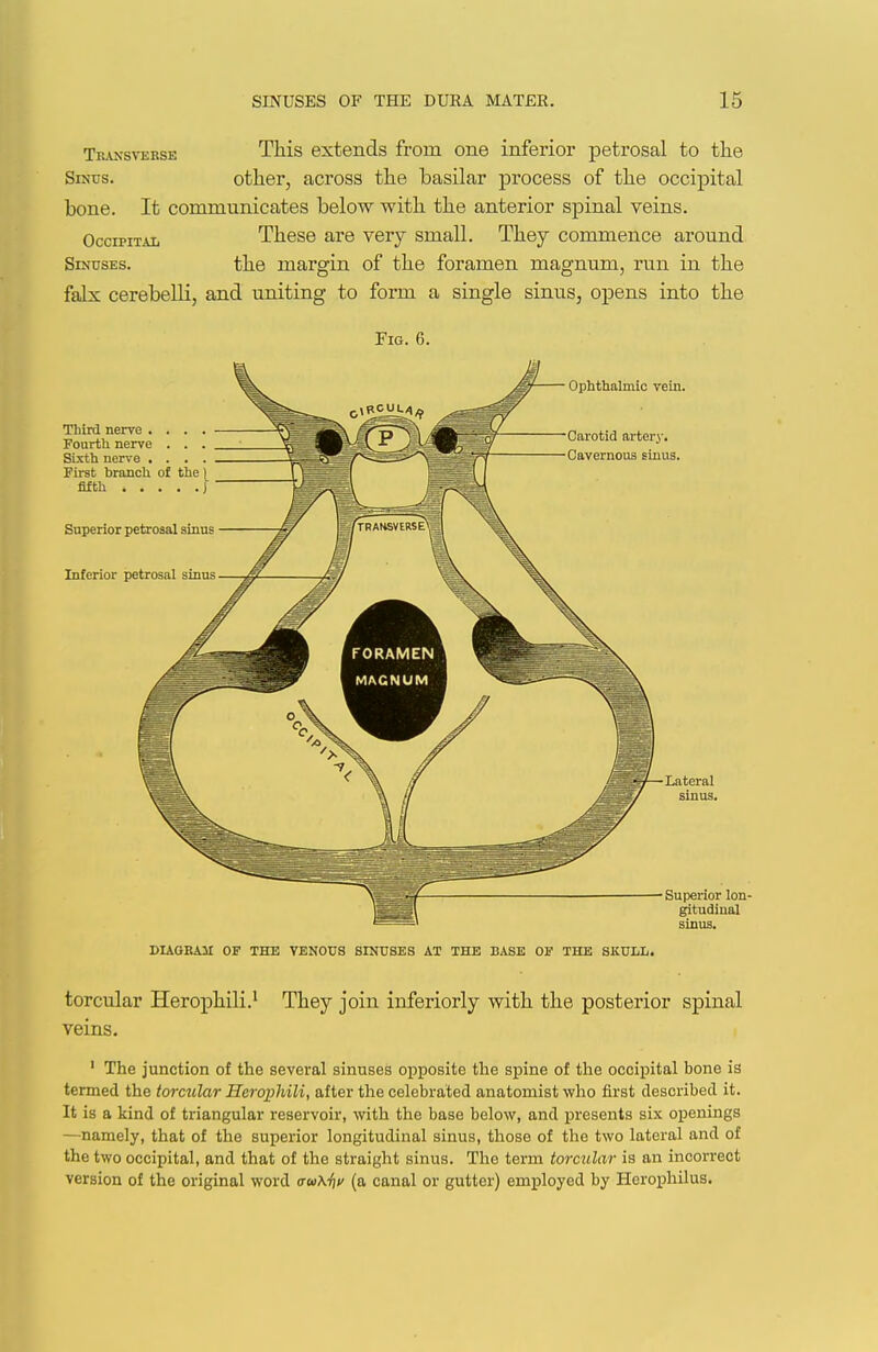 Transvekse This extends from one inferior petrosal to the SiKus. other, across the basilar process of the occipital bone. It communicates below with the anterior spinal veins. Occipital These are very small. They commence around Sinuses. the margin of the foramen magnum, run in the falx cerebelli, and uniting to form a single sinus, opens into the Fig. 6. lon- DUGBAM OF THE VENOUS SINUSES AT THE BASE OF THE SKULL. torcular Herophili.' They join inferiorly with the posterior spinal veins, ' The junction of the several sinuses opposite the spine of the occipital bone is termed the torctilar Herophili, after the celebrated anatomist who first described it. It is a kind of triangular reservoir, with the base below, and presents six openings —namely, that of the superior longitudinal sinus, those of the two lateral and of the two occipital, and that of the straight sinus. The term torcular is an incorrect version of the original word atoK^f (a canal or gutter) employed by Hcrophilus.
