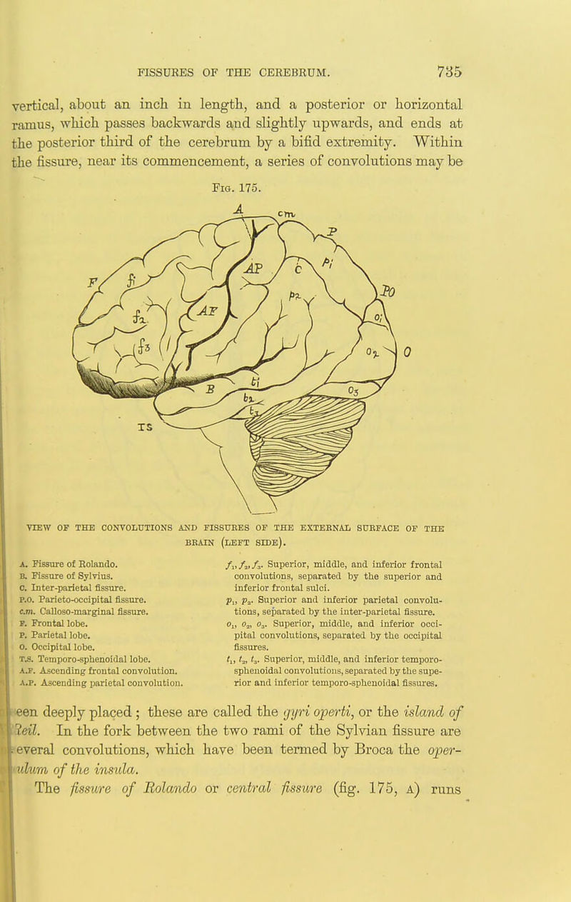 vertical, about an inch in length, and a posterior or horizontal ramus, which passes backwards and slightly upwards, and ends at the posterior third of the cerebrum by a bifid extremity. Within the fissure, near its commencement, a series of convolutions may be VIEW OF THE CONVOLCTIONS AND FISSUBES OF THE EXTEBNAL SUEFACE OF THE BEAIN (left side). A. Fissure of Eolando. B. Fissure of Sylvius. 0. Inter-parietal fissure. P.O. Parieto-occipital fissure. cm. Calloso-marginal fissure. Frontal lobe, p. Parietal lobe, o. Occipital lobe. TA Temporo-sphenoidal lobe. A.P. Ascending frontal convolution. A.P. Ascending parietal convolution. /i./a>/3- Superior, middle, and inferior frontal convolutions, separated by the superior and inferior frontal sulci. p„ Pa- Superior and inferior parietal convolu- tions, separated by the inter-parietal fissure. o„ Oj, O3. SupeiTor, middle, and inferior occi- pital convolutions, separated by the occipital fissures. (3. Superior, middle, and inferior temporo- spheuoidal convolutions, separated by the supe- rior and inferior temporo-sphenoidal fissures. Dl^een deeply placed; these are called the gyri operti, or the island of XV'ieil. In the fork between the two rami of the Sylvian fissure are ol'everal convolutions, which have been termed by Broca the ojyer- fVuhim of the ins-ala. The fissure of Rolando or central fissure (fig. 175, a) runs