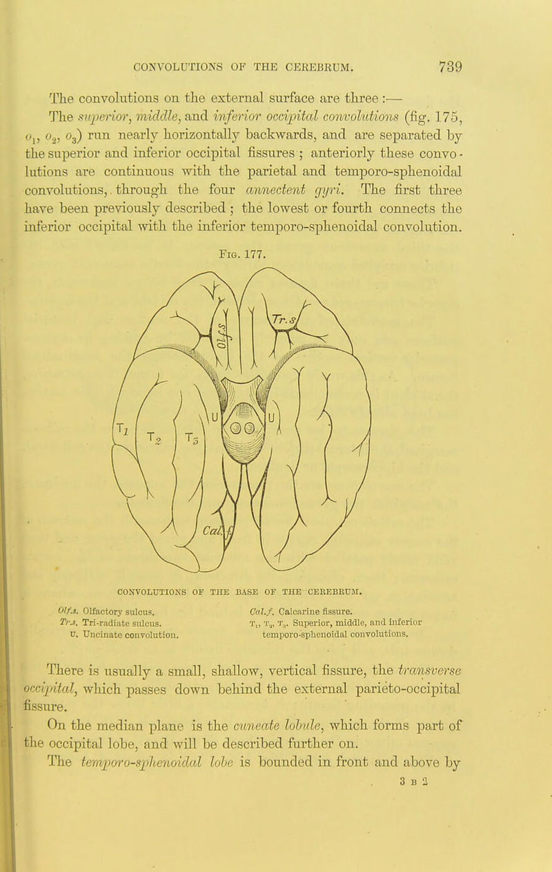 The convolutions on the external surface are tliree :— The mperior, middle, and inferior occipital convolutions (fig. 175, c),, o.„ O3) run nearly horizontally backwards, and are separated by the superior and inferior occipital fissures ; anteriorly these convo - lutions are continuous with the parietal and temjDoro-sphenoidal convolutions,. through the four annectent gyri. The first three have been previously described ; the lowest or fourth connects the inferior occipital with the inferior temporo-sphenoidal convolution. Fig. 177. CONVOLUTIONS OF THE BASE OF THE CEEEBETJM. Olf.3. Olfactory sulcus. Cal.f. Caloarine fissure. Ti:s. Tri-radiate sulcus. T,, 'J'^, T,,. Superior, middle, and inferior V. Uncinate convolution. temporo-splienoidal convolutions. There is usually a small, shallow, vertical fissure, the transverse occi])ital, which passes down behind the external parieto-occipital fissure. On the median plane is the cuneate lohvle, which forms part of the occipital lobe, and will be described further on. The temporo-sphenoidal lobe is bounded in front and above by 3 B 2