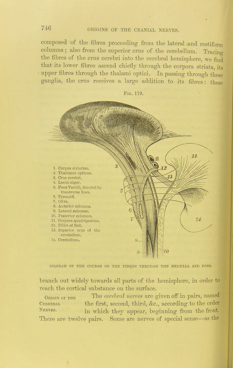composed of the fibres proceeding from the lateral -and restiform columns ; also from the superior cms of the cerebellum. Tracing the fibres of the eras cerebri into the cerebral hemisphere, we find that its lower fibres ascend chiefly through the corpora striata, its upper fibres through the thalami optici. In passing through these ganglia, the cms receives a large addition to its fibres: these Fig. 179. DIAGEASI OF THE COUESE OF THE FIBEES THEOtTGH THE MEDULLA AND PONS. branch out widely towards all parts of the hemisphere, in order to reach the cortical substance on the surface. Oeigin of the The cerebral nerves are given ofi in pairs, named Ceeebeal the first, second, third, &c., according to the order Neeves. which they appear, beginning from the front. There are twelve pairs. Some are nerves of special sense—as the