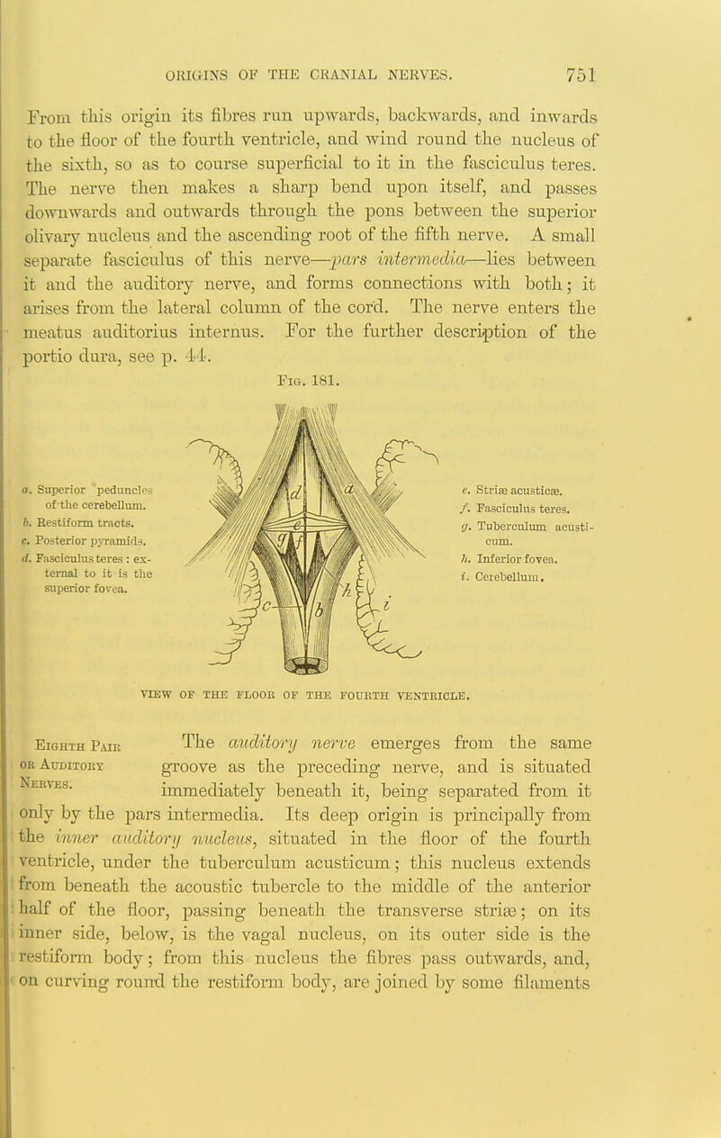 Frora this origin its fibres run upwards, backwurds, and inwards to the floor of the fourth ventricle, and wind round the nucleus of the sixth, so as to course superficial to it in the fasciculus teres. The nerve then makes a sharp bend upon itself, and passes downwards and outwards through the pons between the superior olivary nucleus and the ascending root of the fifth nerve. A small separate fascicvilus of this nerve—-pai's intermedia—lies between it and the auditory nerve, and forms connections with both; it arises from the lateral column of the cord. The nerve enters the meatus auditorius internus. For the further description of the portio dura, see p. il. Fio. 181. e. Stri^ acustioiB. /. Fasciculus teres. 'J. Tuberculmn acusti- oum. /*. Inferior fovea. i. Cerebellum. VIEW OF THE FLOOR OF THE FOURTH VENTRICLE. Eighth Pais The auditory nerve emerges from the same OR Auditory groove as the preceding nerve, and is situated Nerves. immediately beneath it, being separated from it only by the pars intermedia. Its deep origin is principally from the inner auditory nucleus, situated in the floor of the fourth ventricle, under the tuberculum acusticum; this nucleus extends from beneath the acoustic tubercle to the middle of the anterior half of the floor, passing beneath the transverse strias; on its inner side, below, is the vagal nucleus, on its outer side is the restiform body; from this nucleus the fibres pass outwards, and, on curving round the restiform body, are joined by some filaments